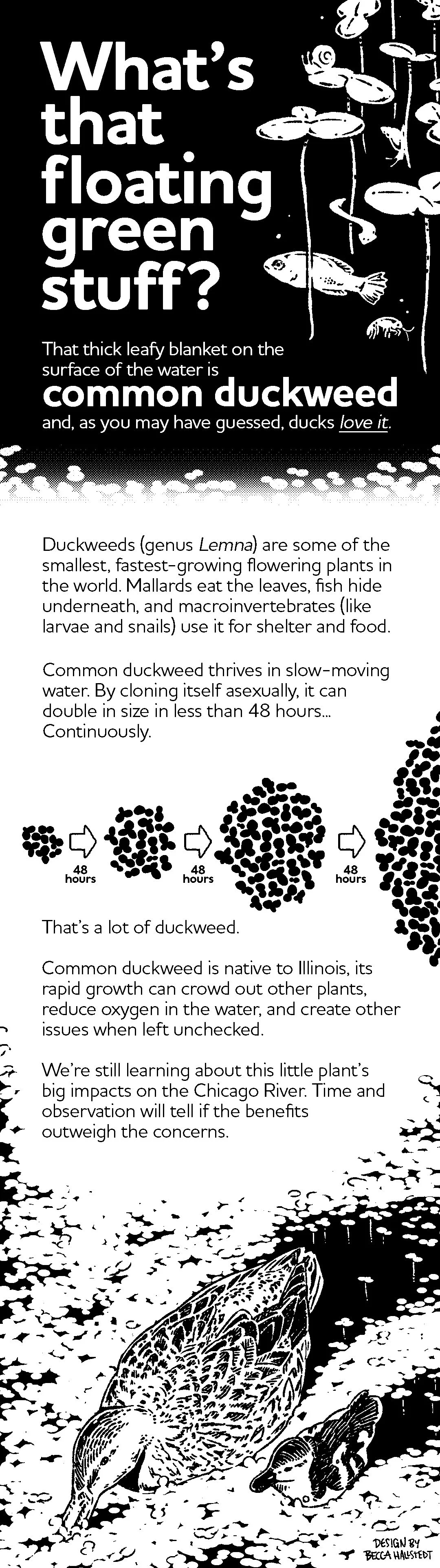 Hallstedt_Layout_Duckweed.jpg