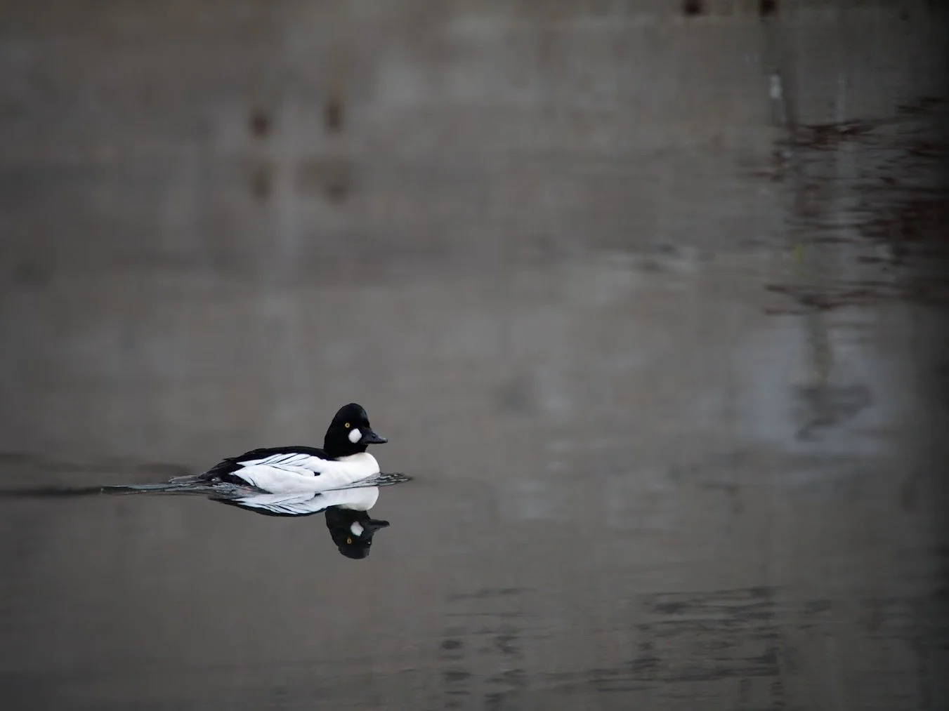 "Common Goldeneye", Aga Sukiennik, IG: @agadooknits