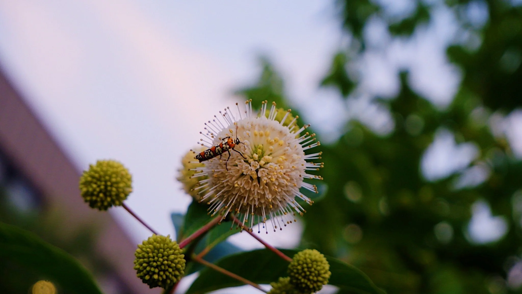 "Spotted: the most stylish moth on the buttonbush runway", Erica Tejada, IG: @ricatee