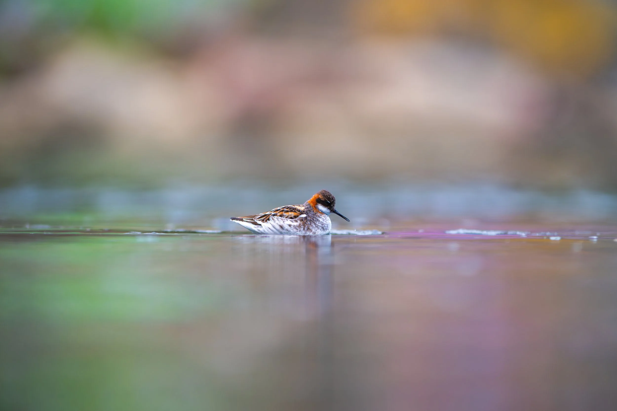 "River Park - Red-necked Phalarope" Matthew Dolkart, IG: @thebirdherder