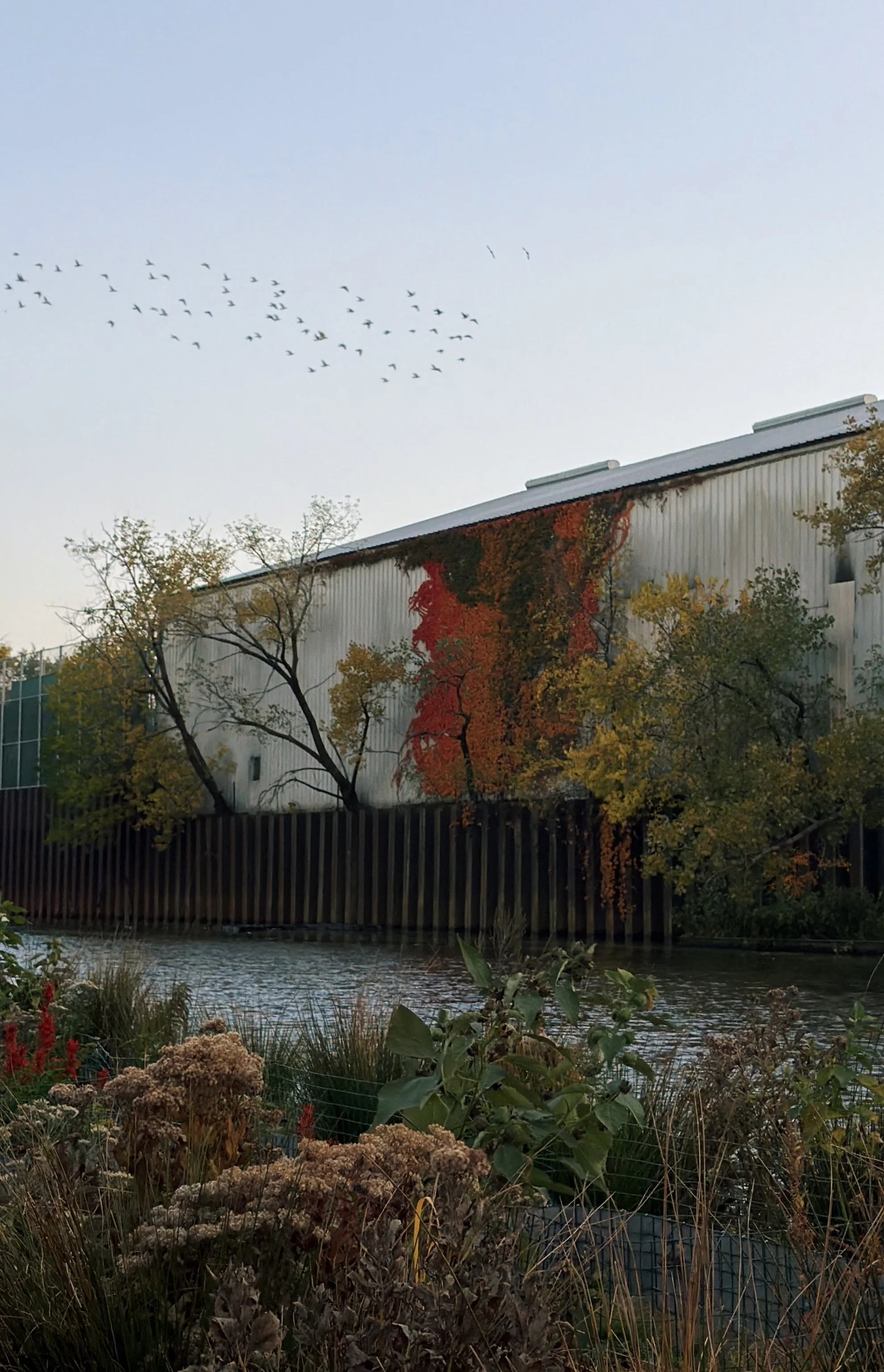 "Nature's Grafitti", Kaitlyn Tran, @kootlyntroon