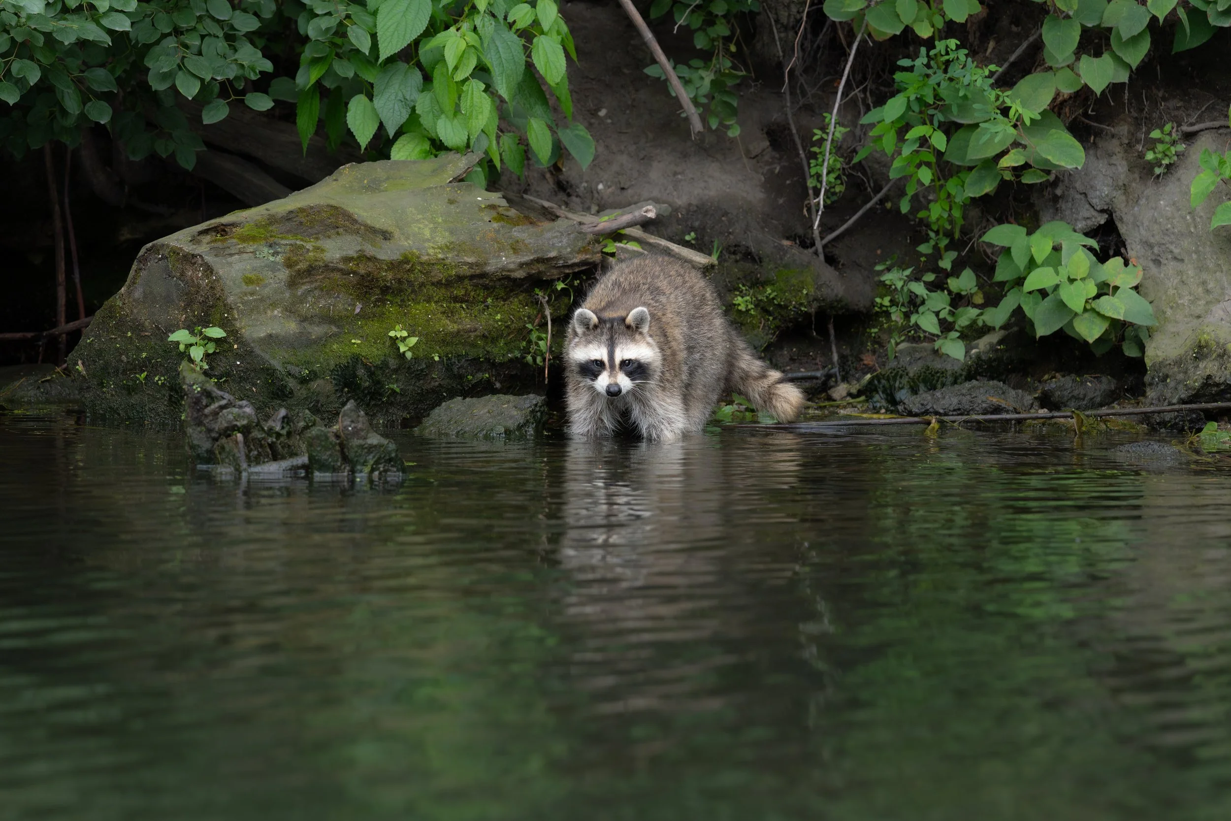 "Evening Rummage", Grace Hebert, IG: @gracenoooelle