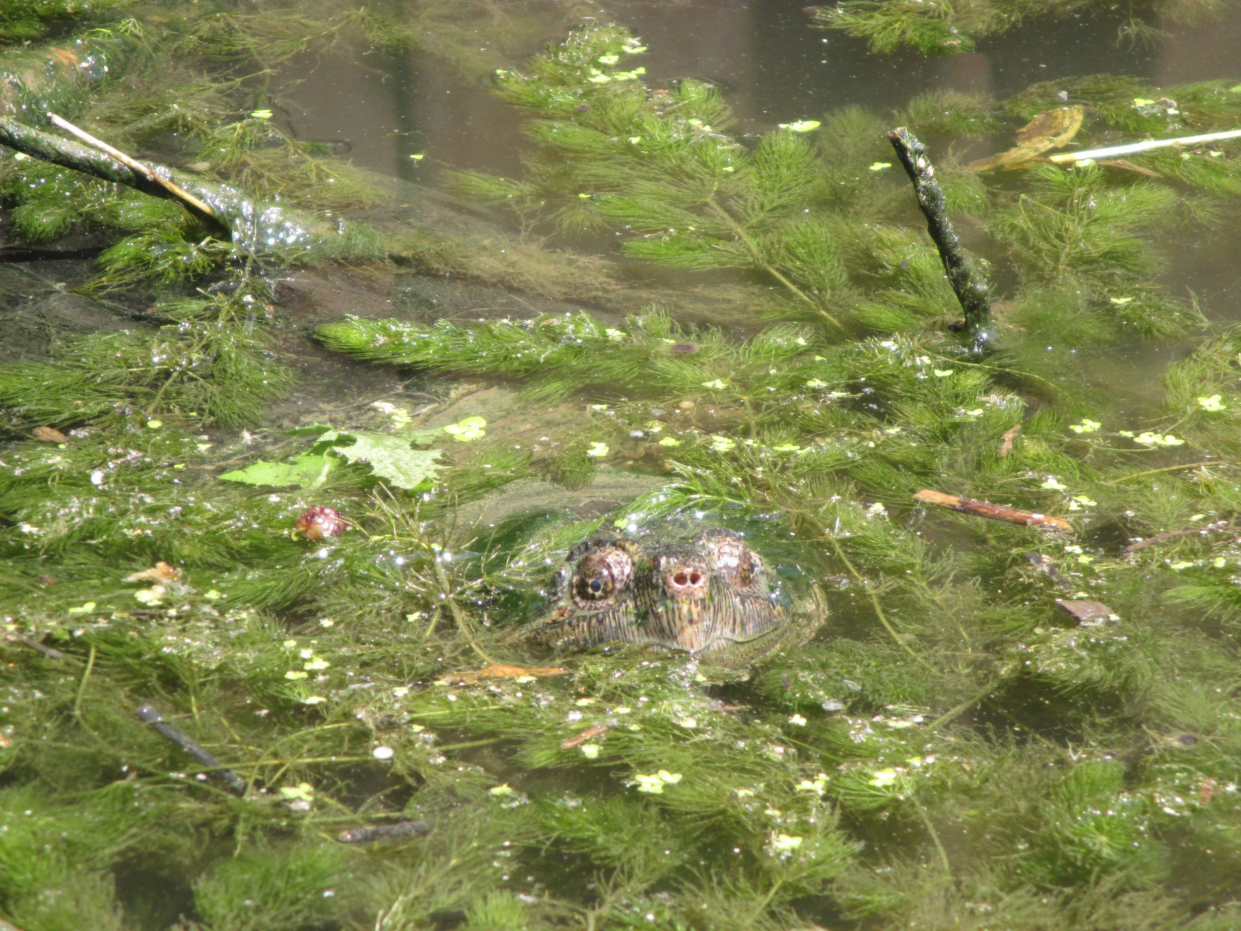 "Peekaboo", Emily Wilson, @theemilywilson