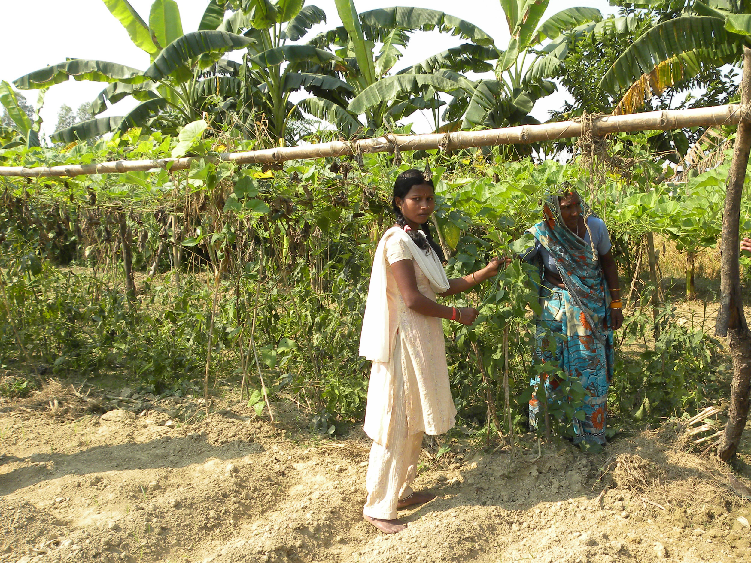  Growing creeper vegetables such as chickpea and bottle gourd on stilts prevents loss even during flooding. 