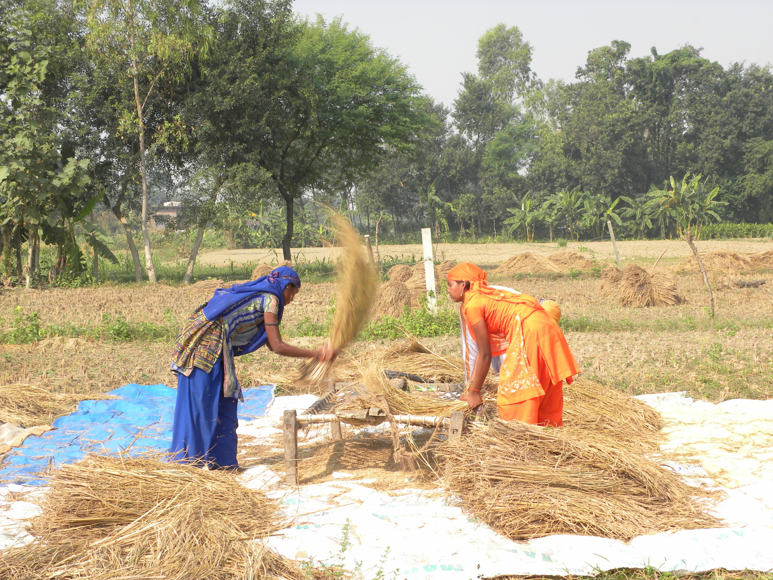  Teenaged girls winnowing in a field in Mirpur village in eastern Uttar Pradesh 
