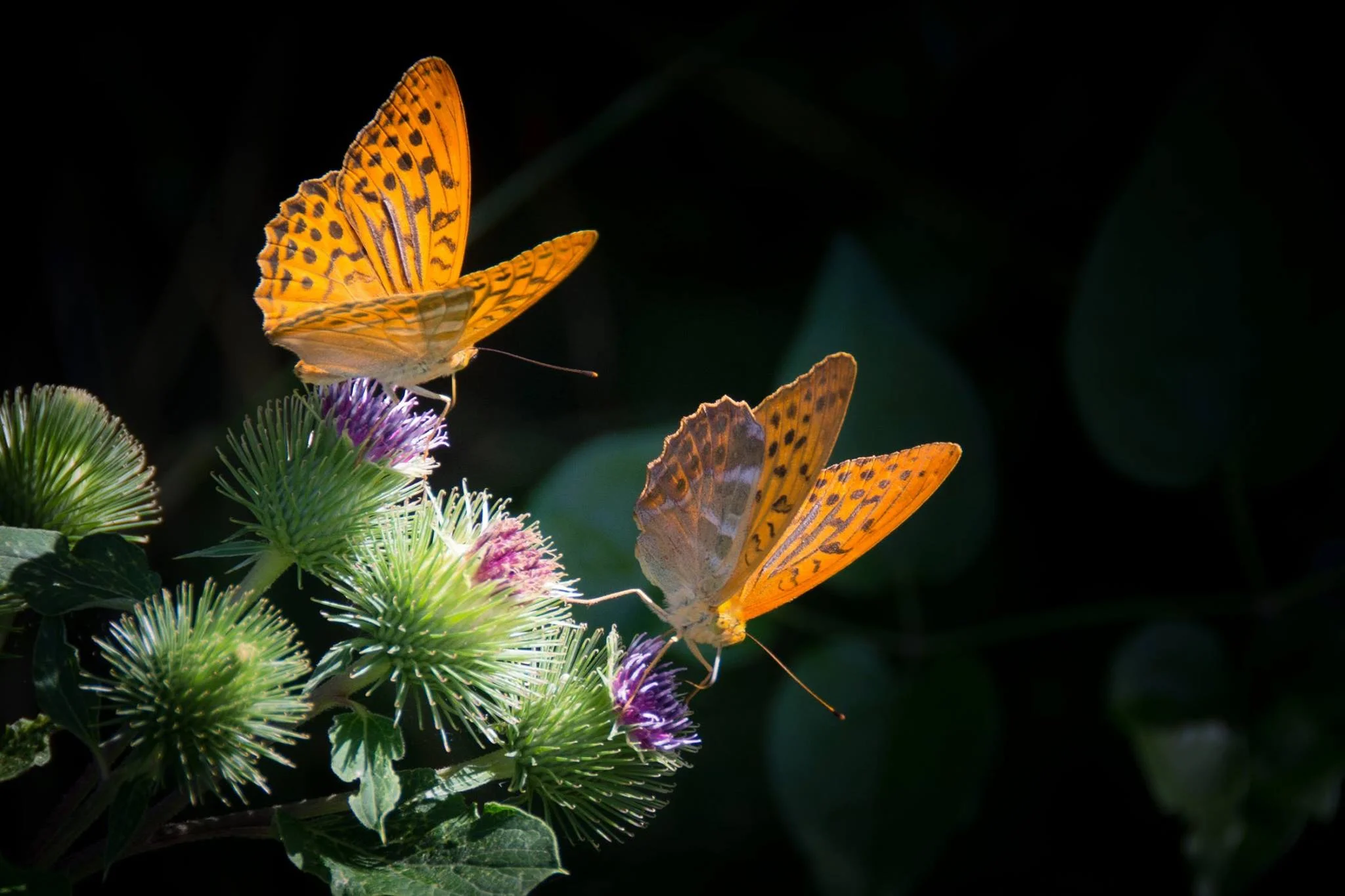 orange-butterflies.jpg