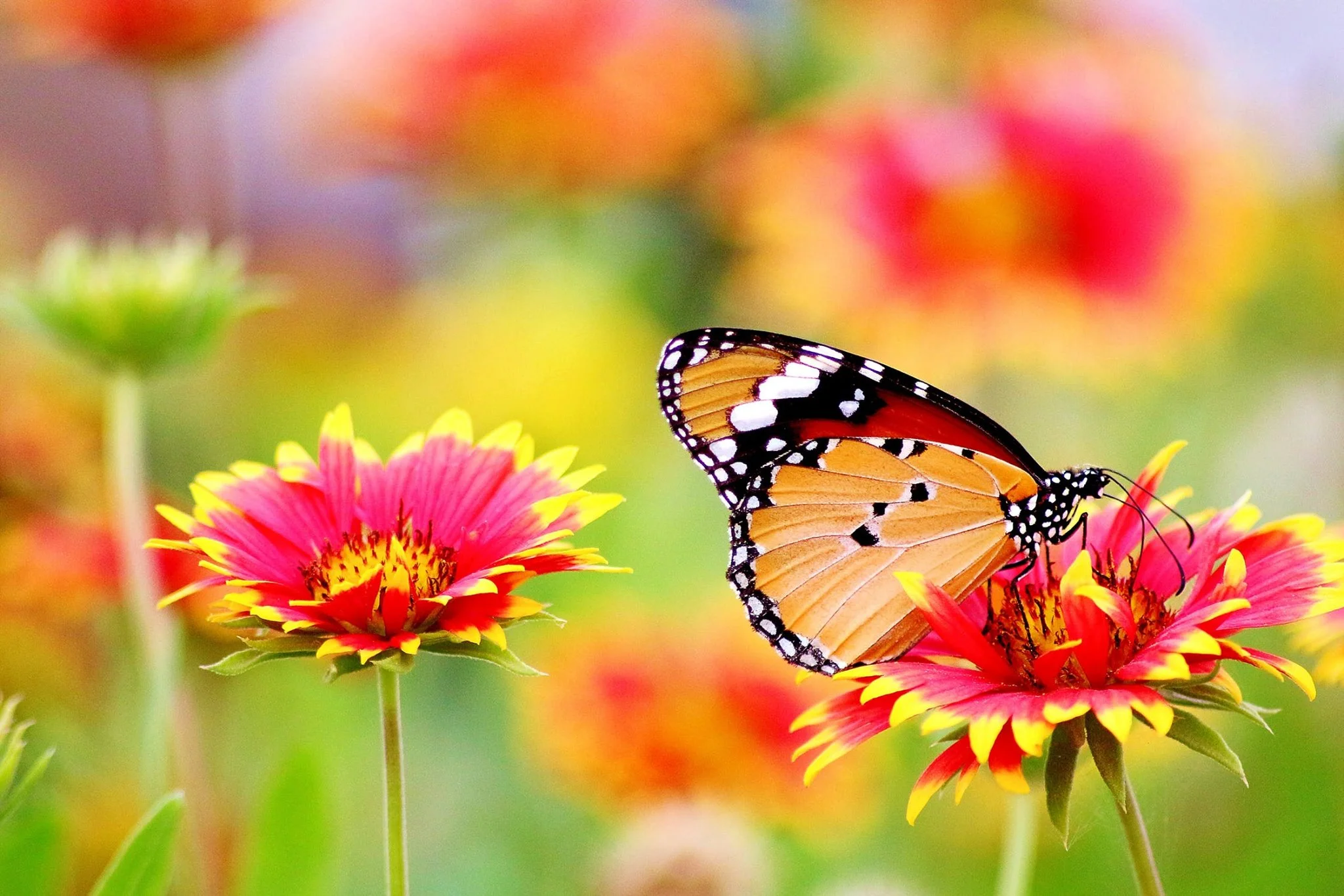 butterfly-wonder.jpg