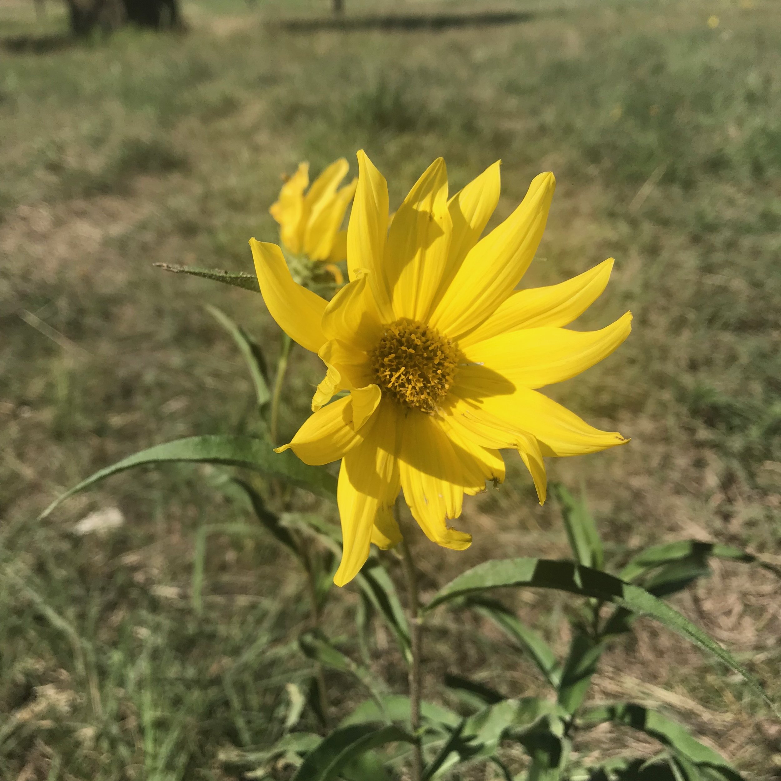 He Sees Us As Lovely