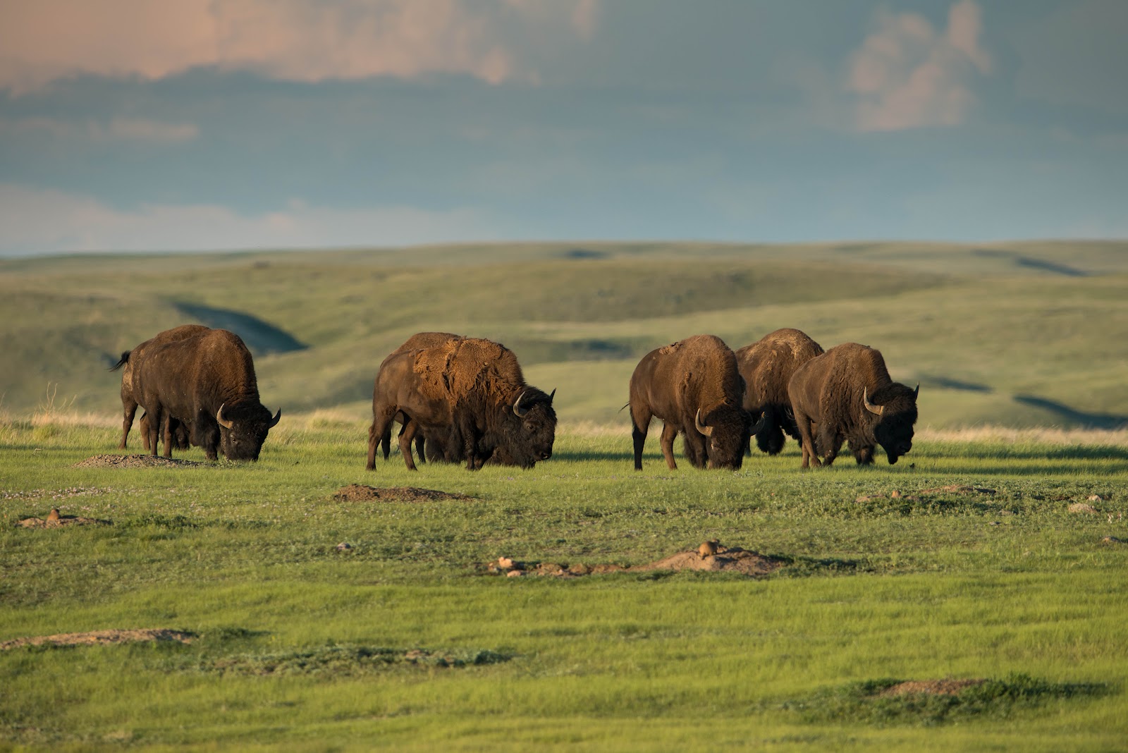 bison (1 of 1)-4.jpg