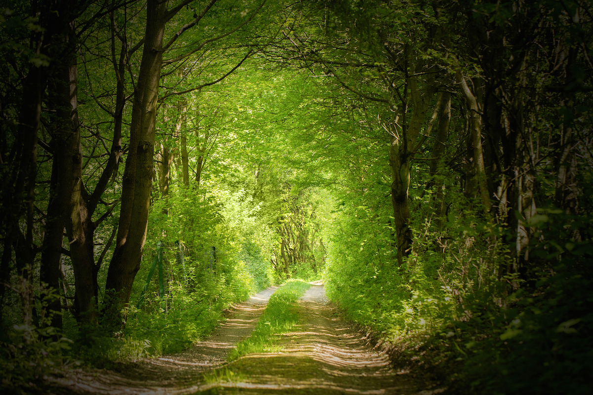 dark path 3.jpg