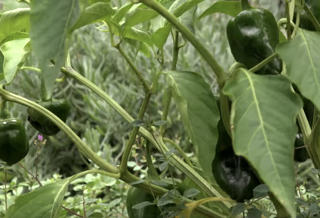 Take a Tour: Logan Center Community Garden