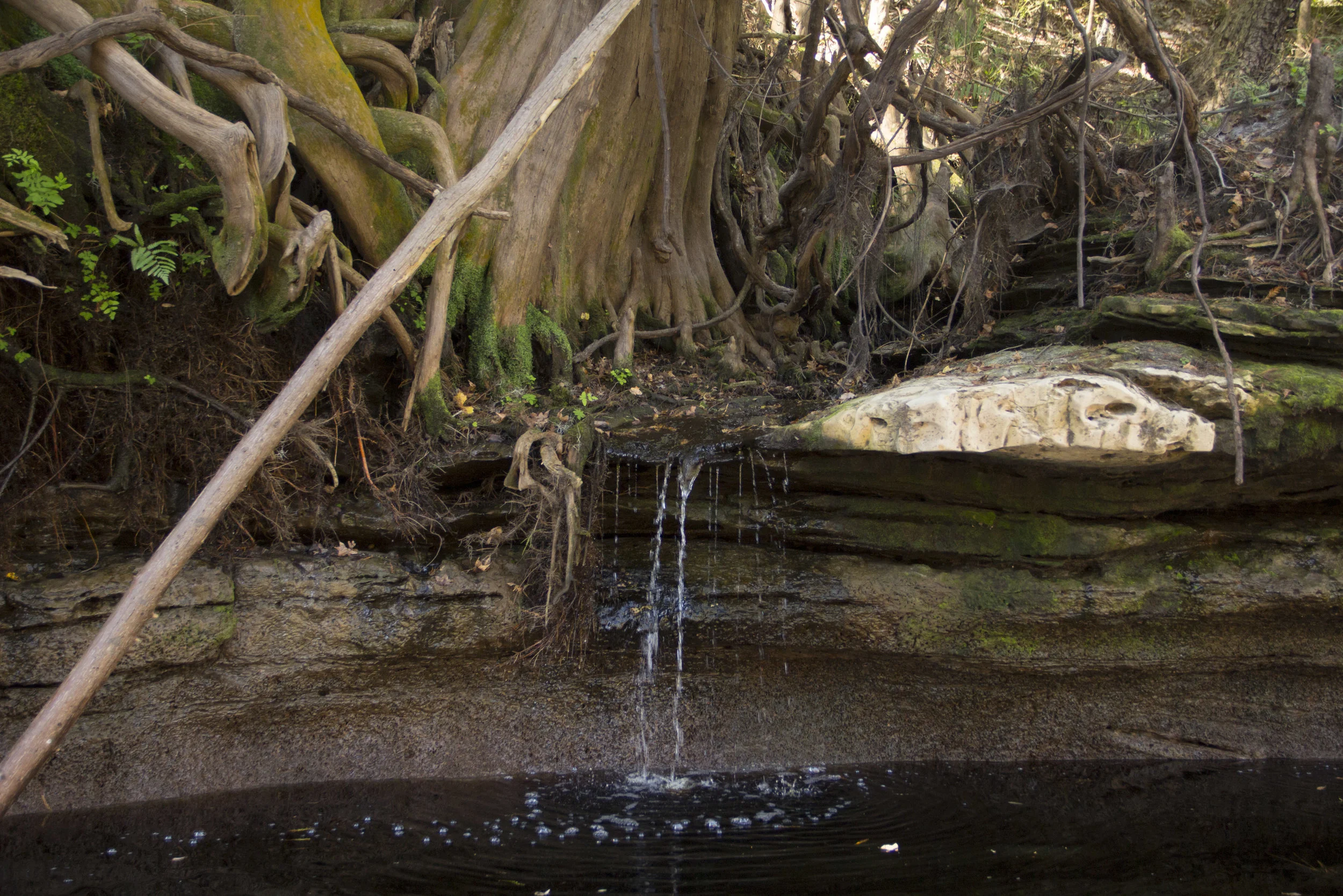 Jurassic Suwannee 3.jpg