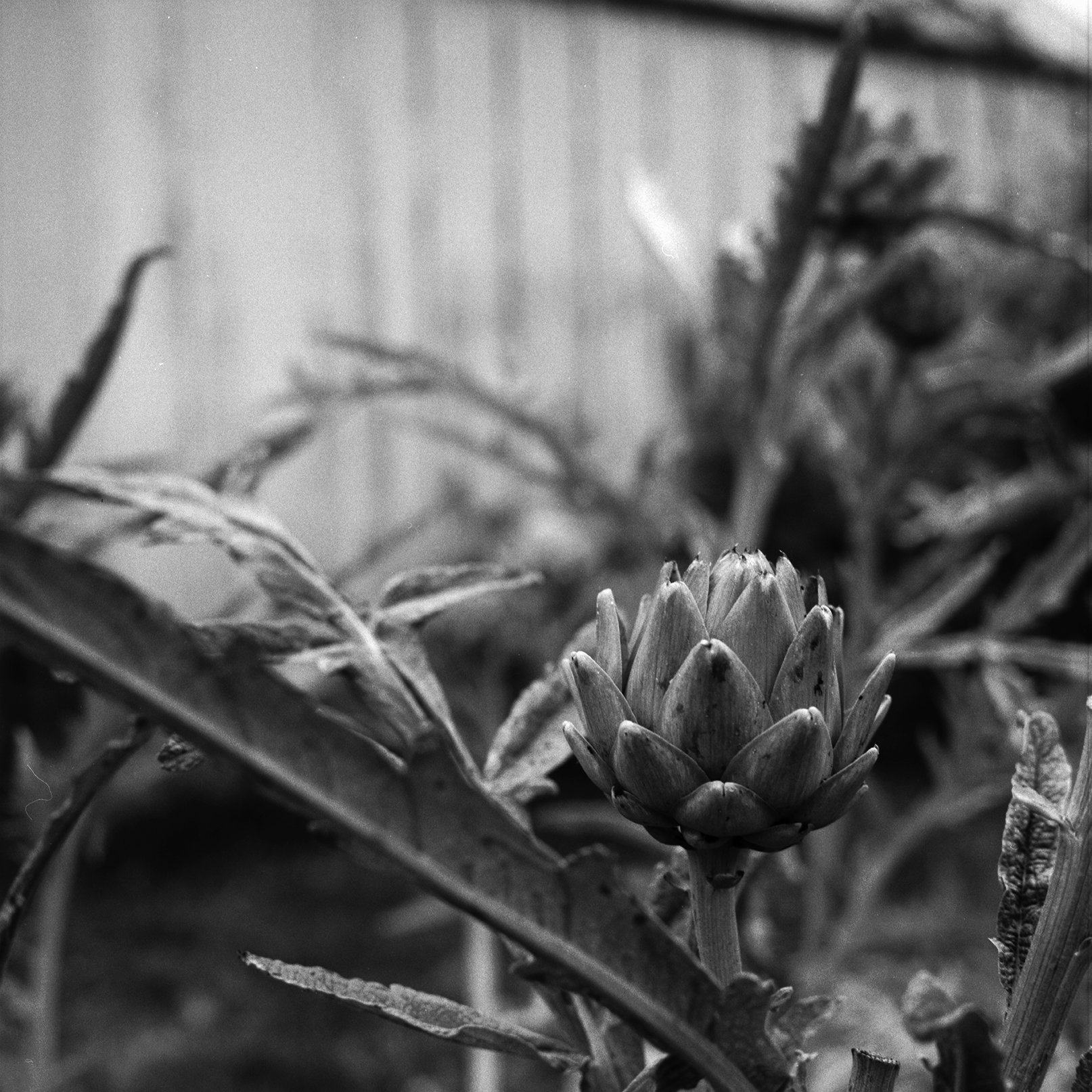 Artichokies