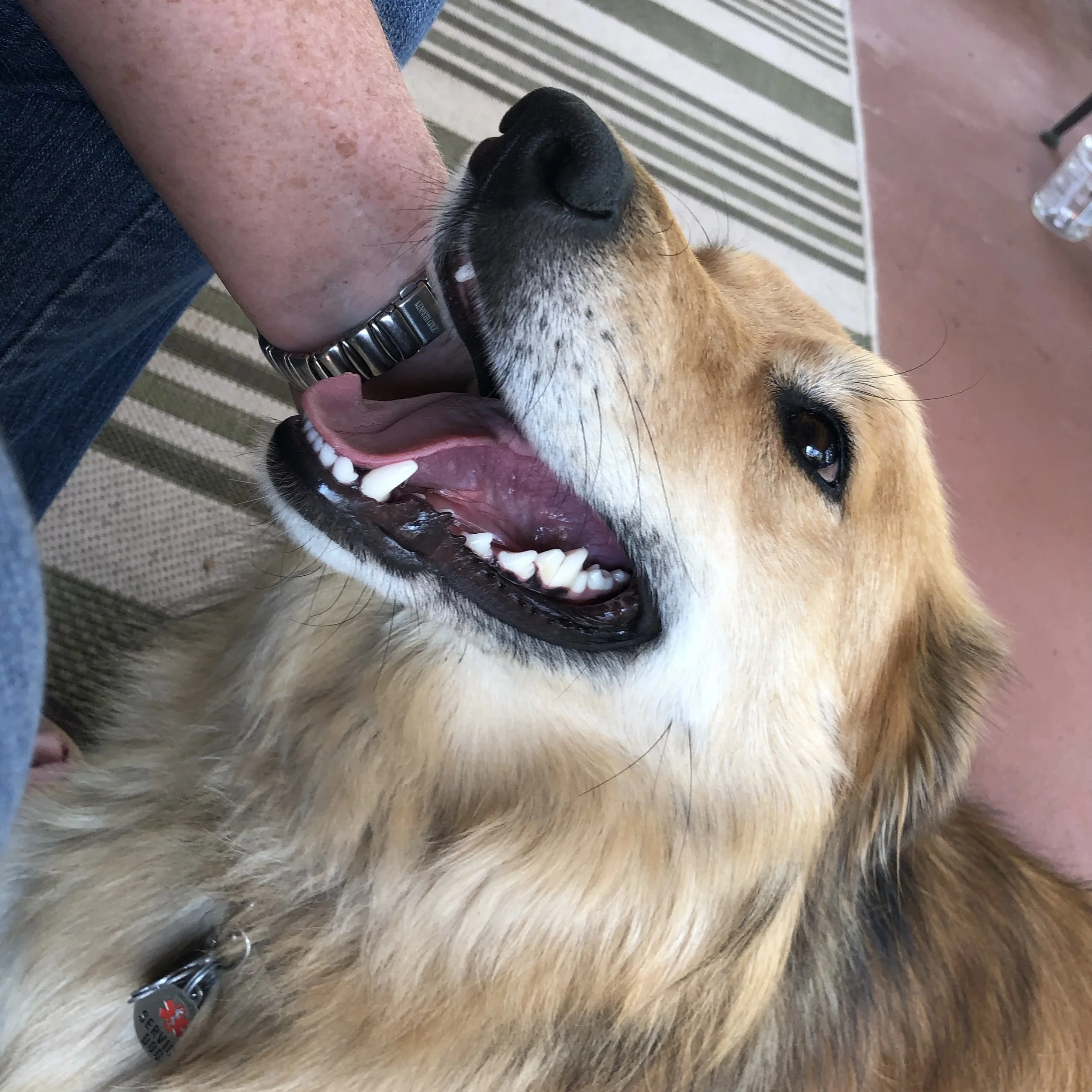 Local Exterminator Licked to Death