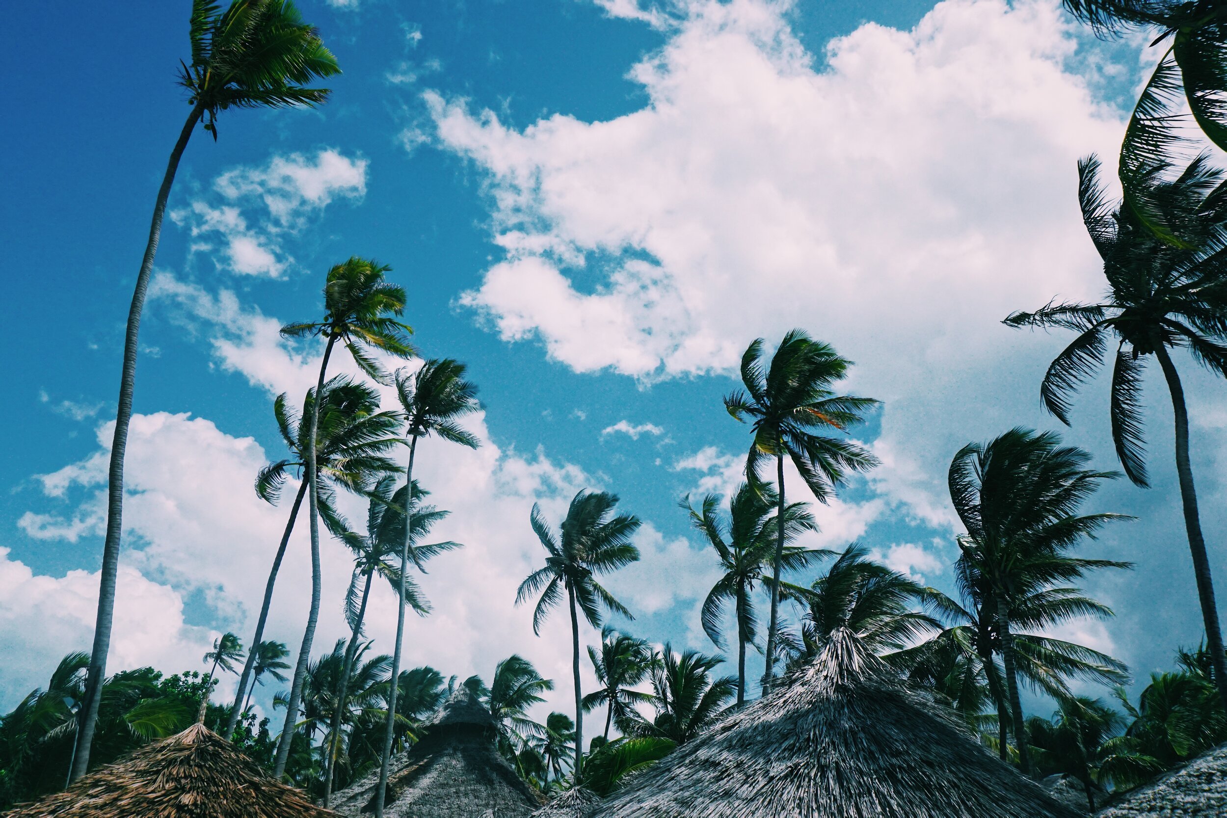 11. Palms and huts.JPG