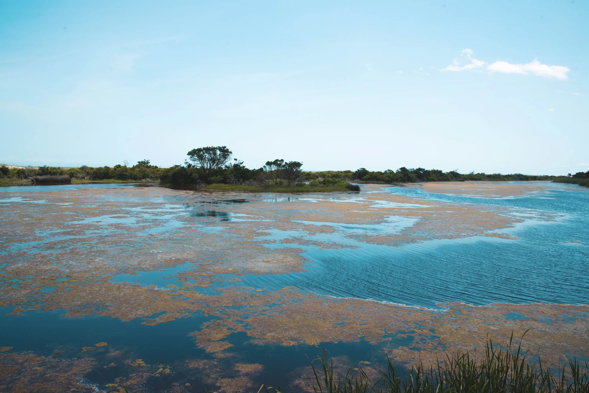 huntington beach state park marsh