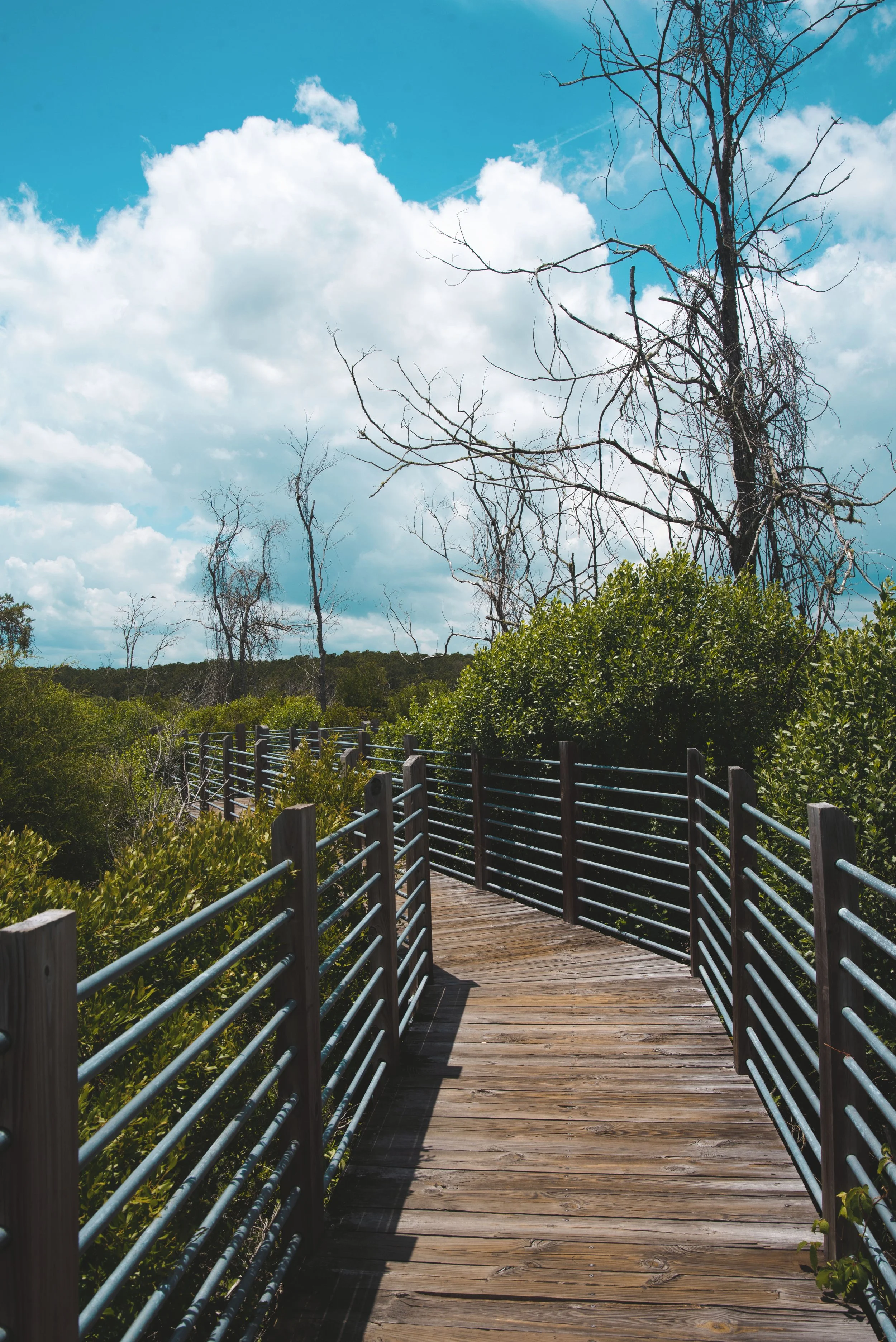 huntington beach state park myrtle beach