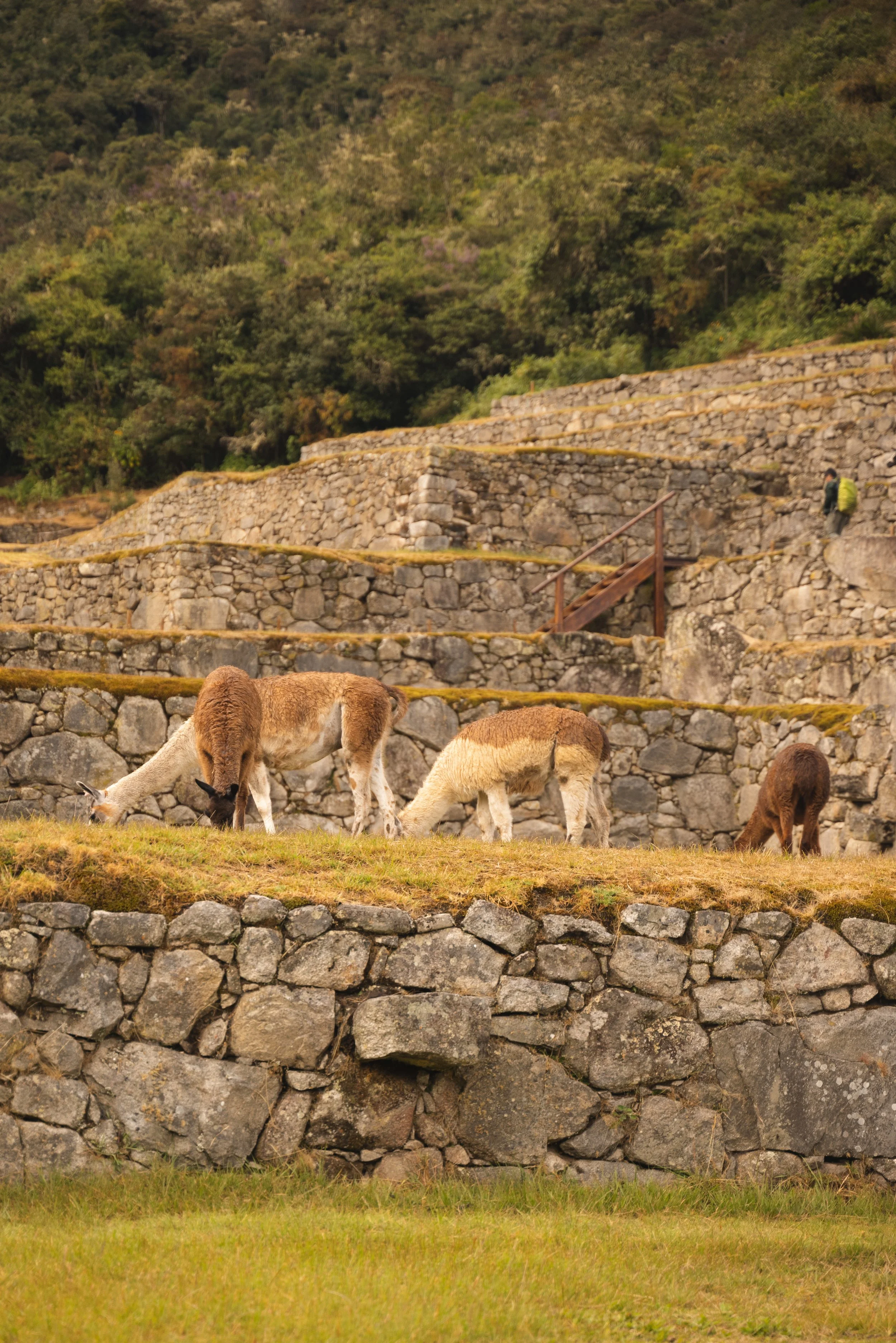 llamas in machu picchu