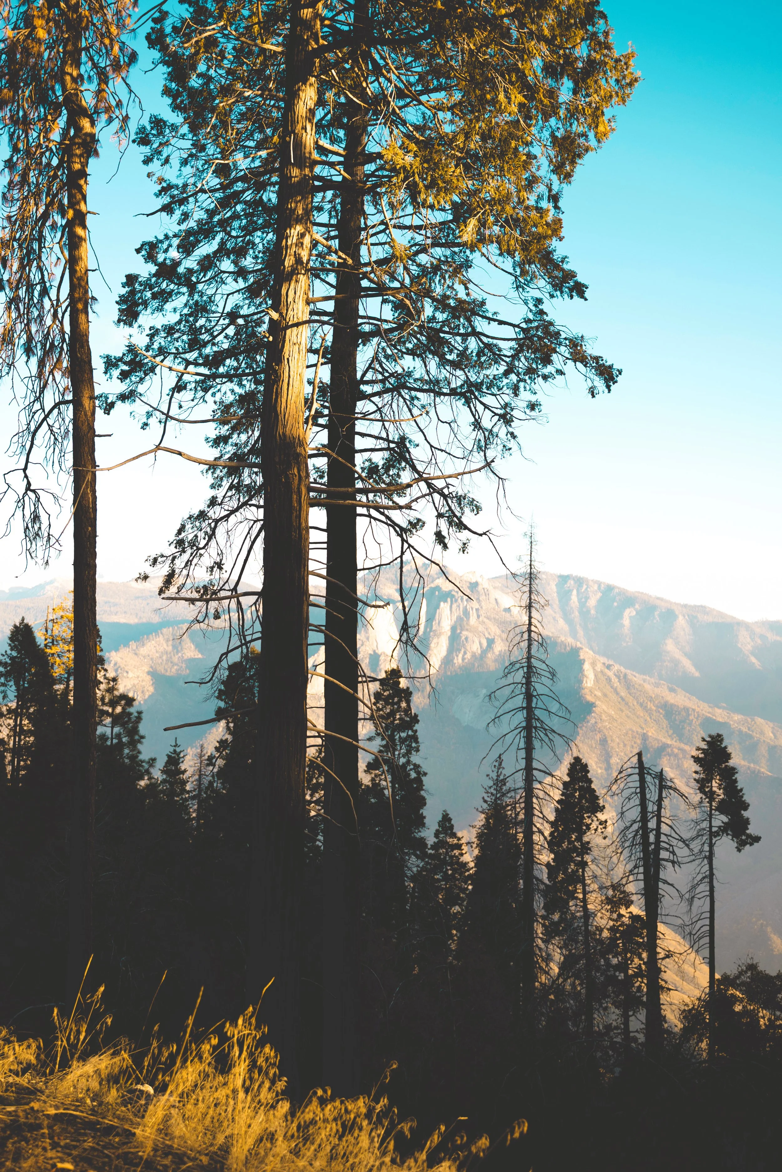view from sequoia national park california