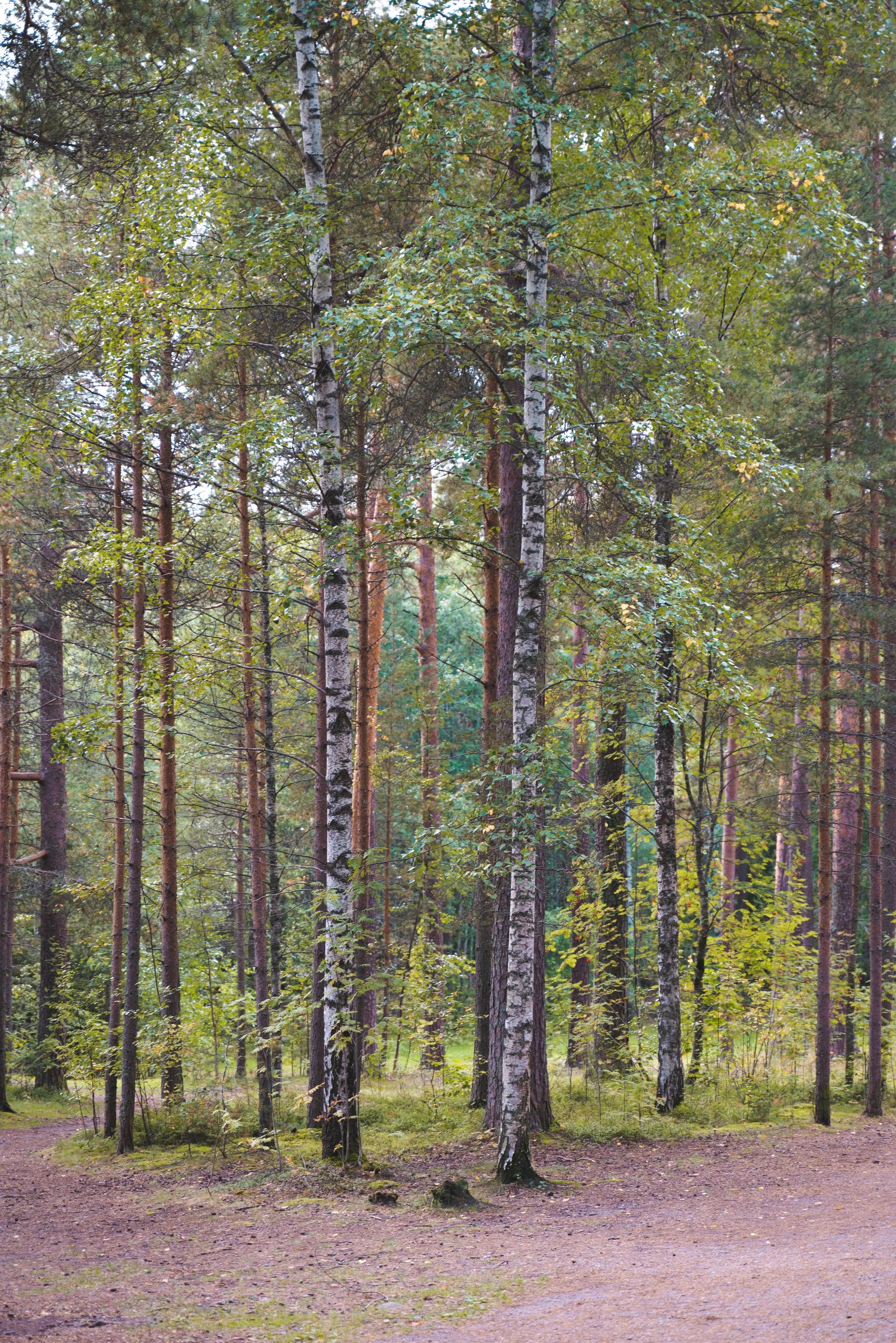 Pyynikki nature trail tampere finland