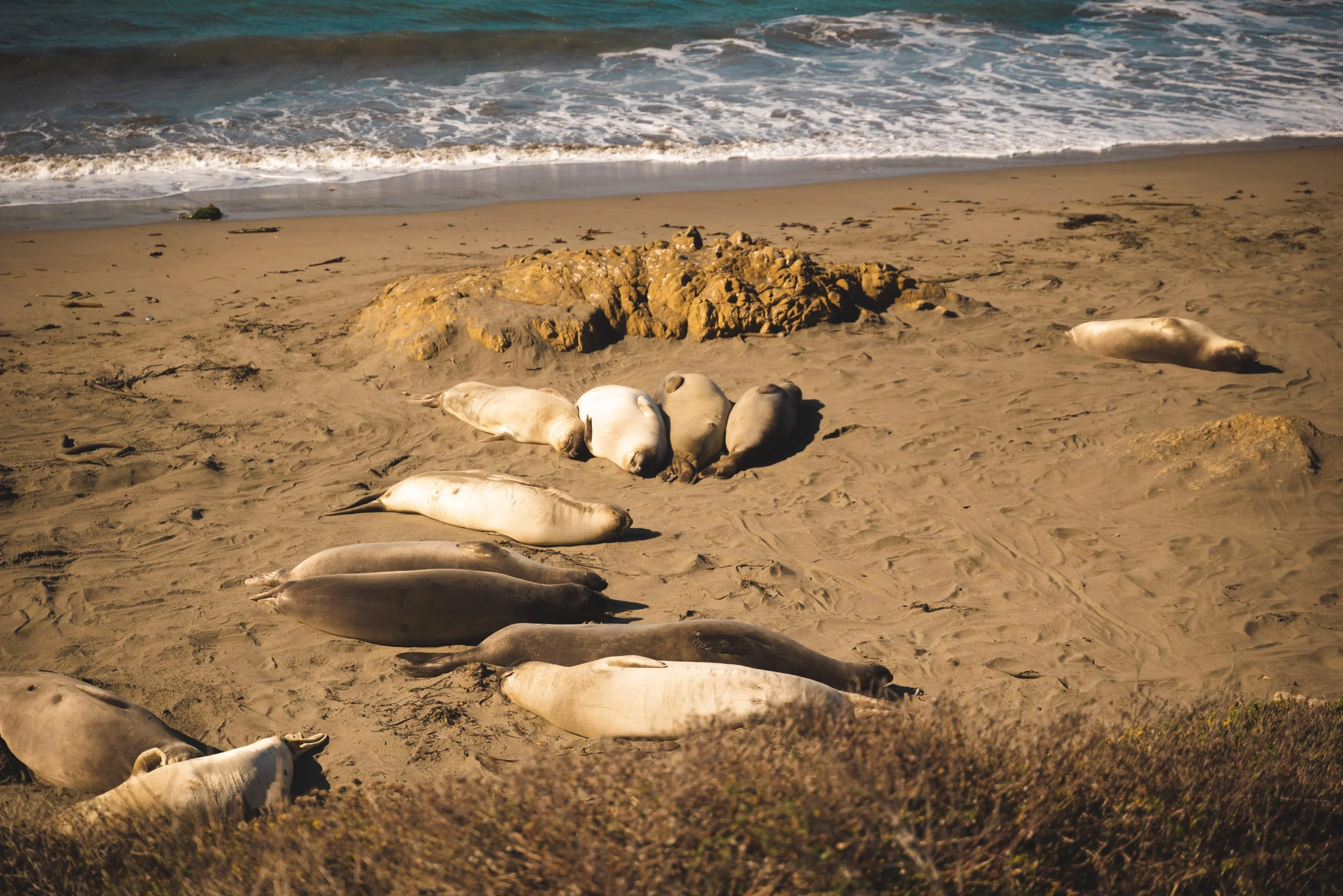 elephant seals vista point san simeon california