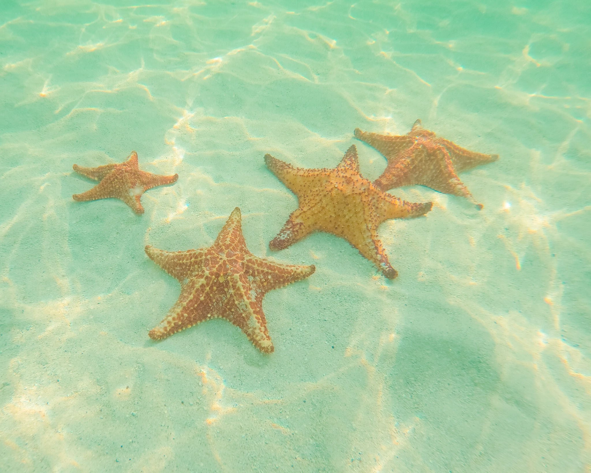 Star fish point, Cayman Islands