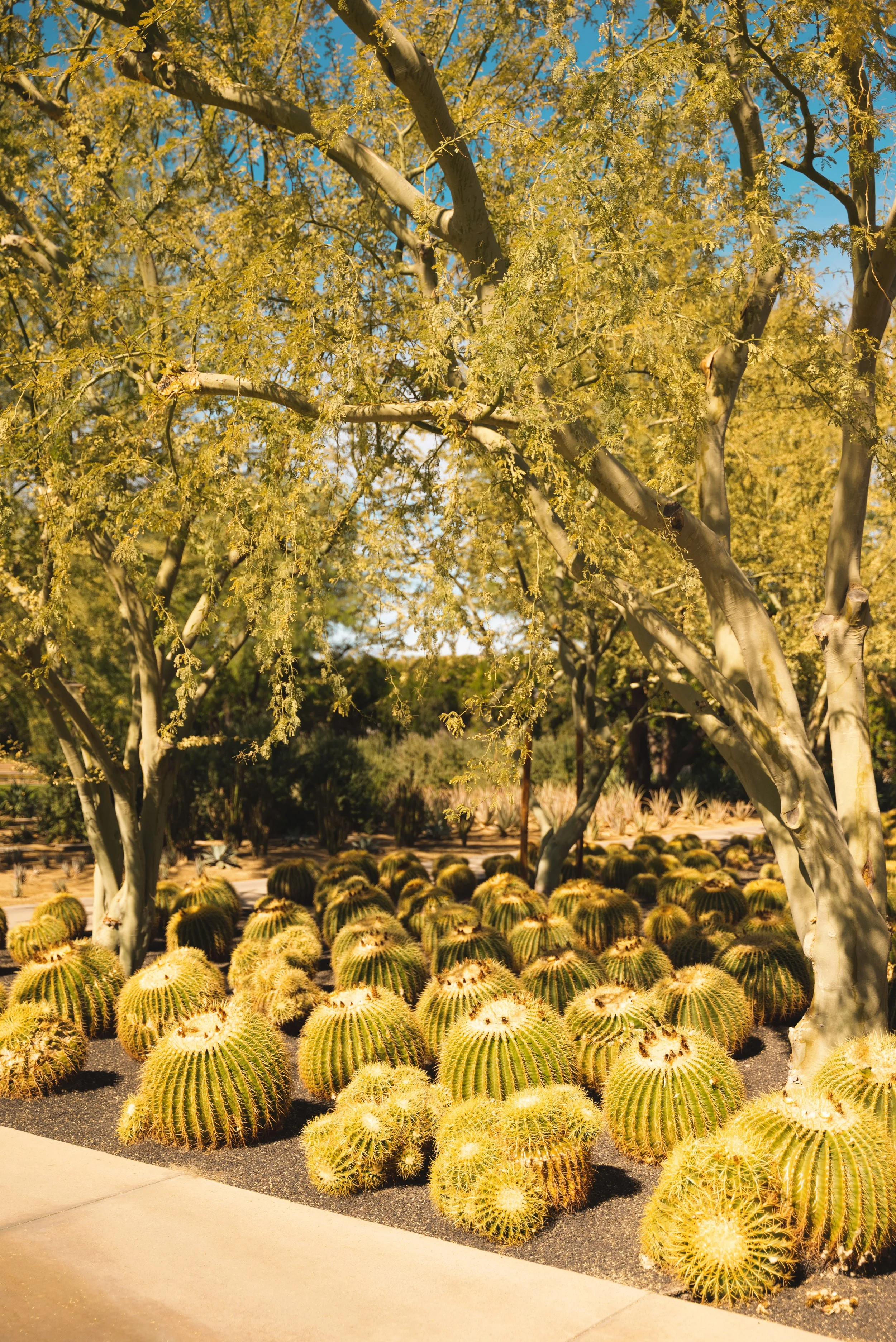 sunnylands garden center
