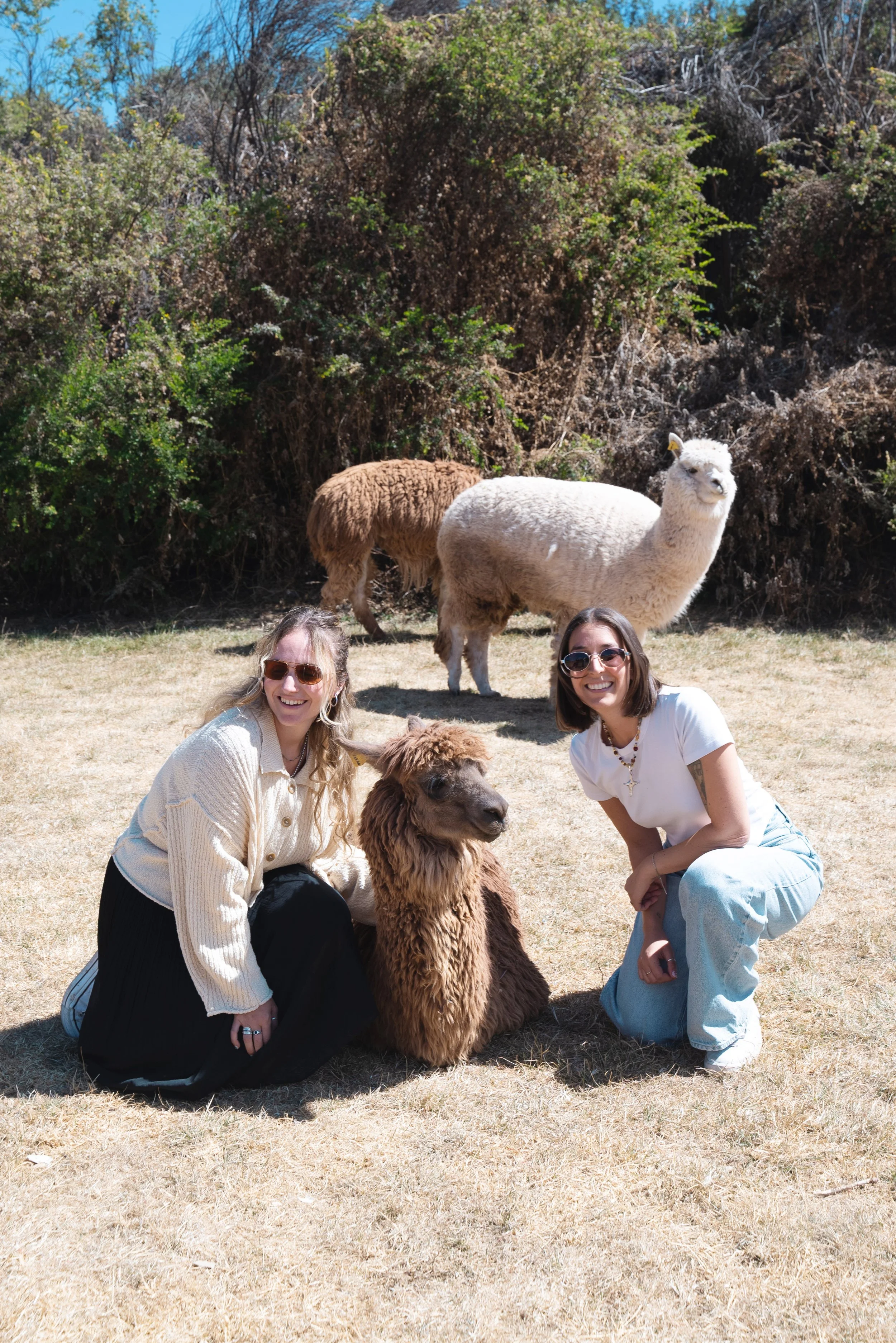 two girls sitting with alpacas at saqsaywama cusco