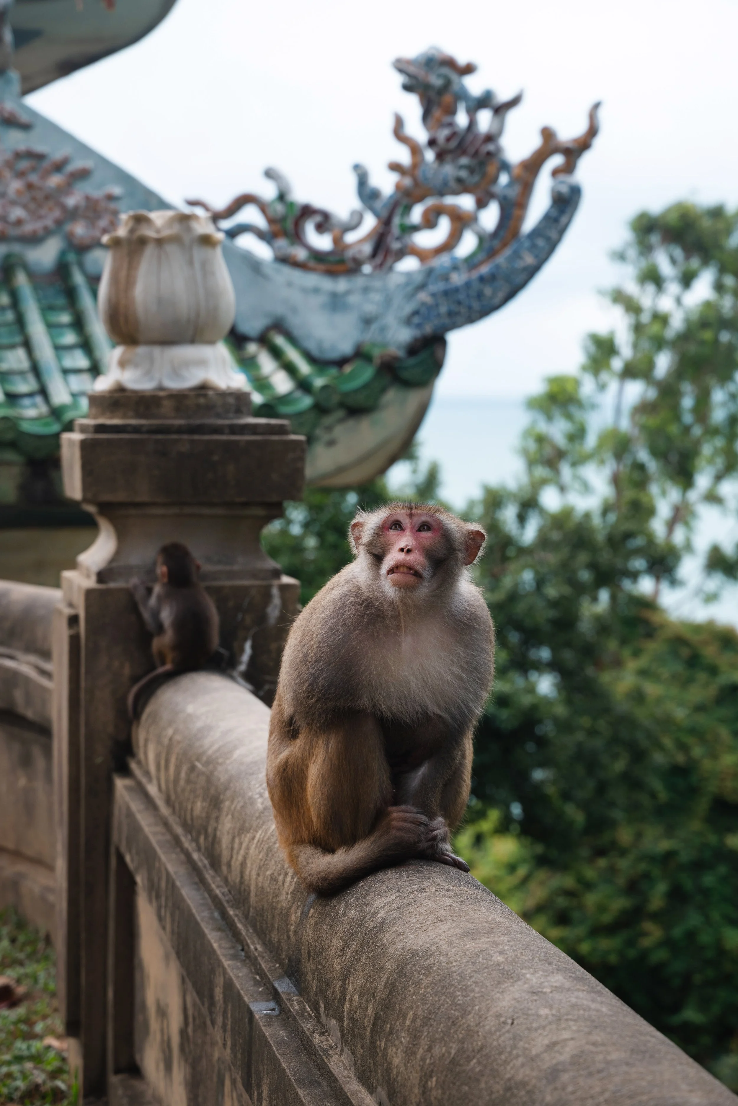 monkey at monkey mountain hoi an