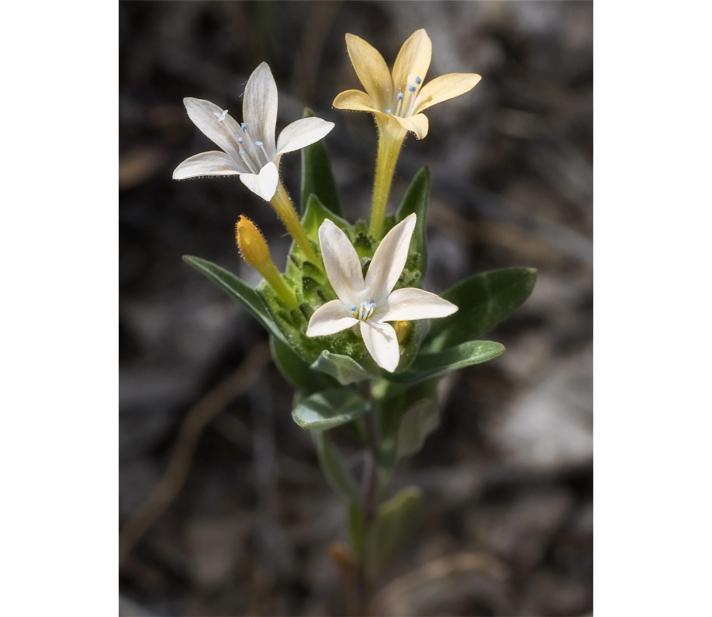 Collomia grandiflora — Large-flowered Collomia