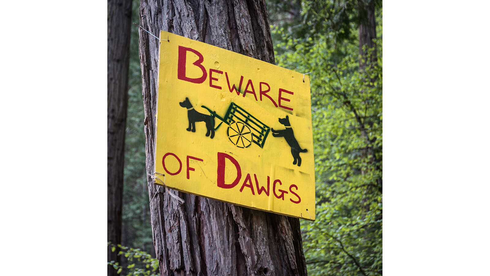 BTC-Beware of Dawgs_16x9.jpg