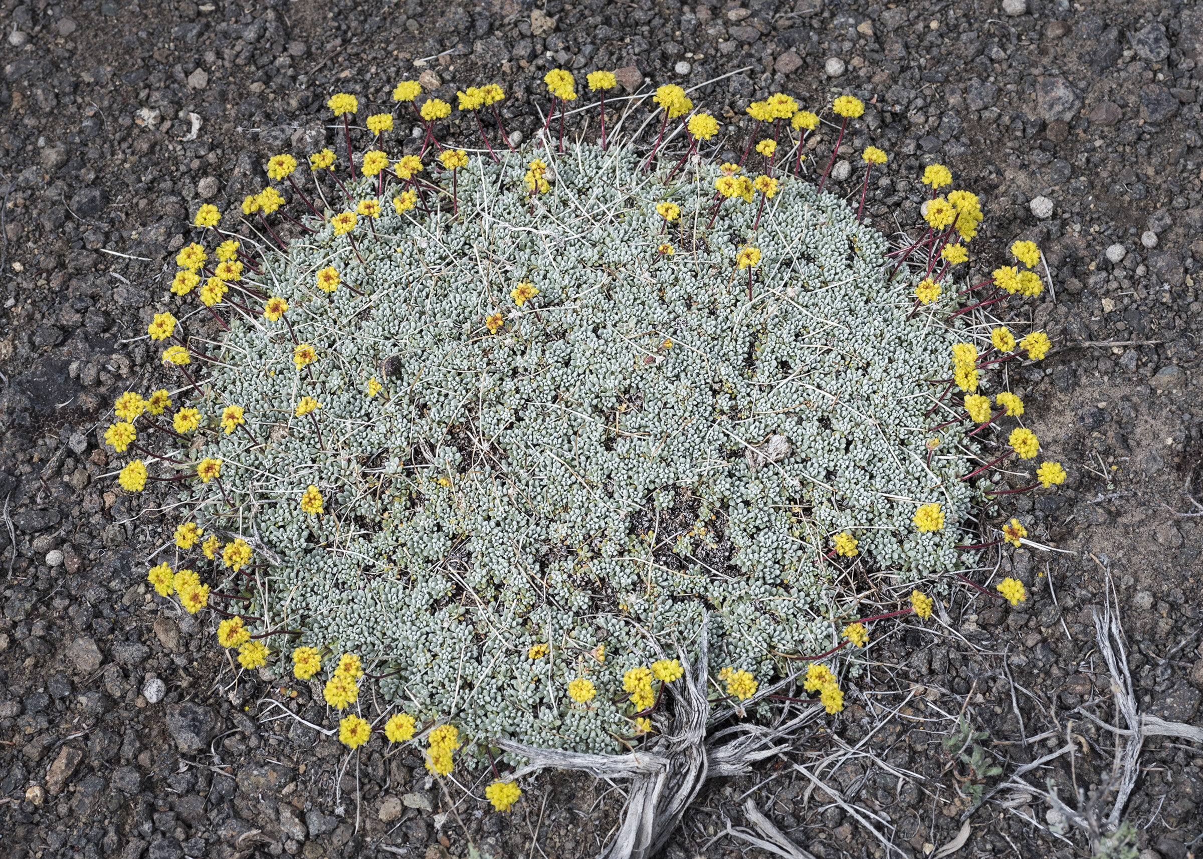 Eriogonum caespitosum — Matted wild-buckwheat