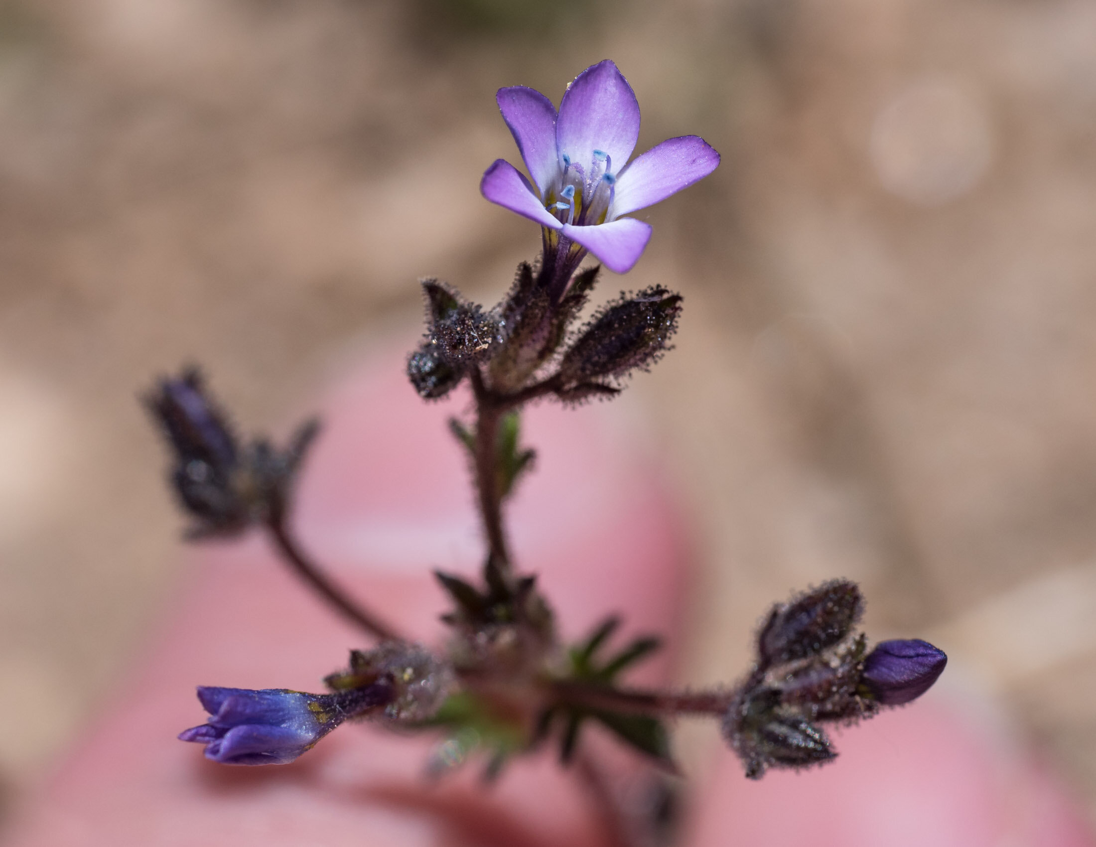 Gilia brecciarum — Nevada Gilia