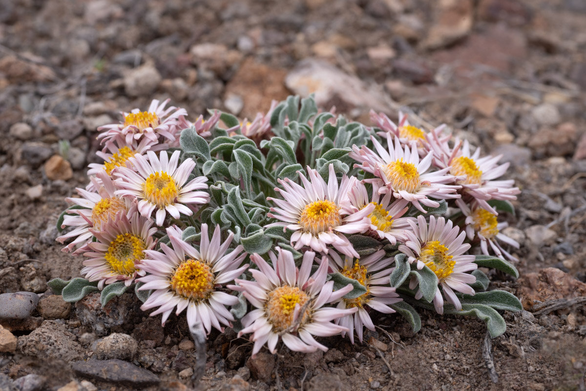 Townsendia scapigera — Tufted Townsend daisy