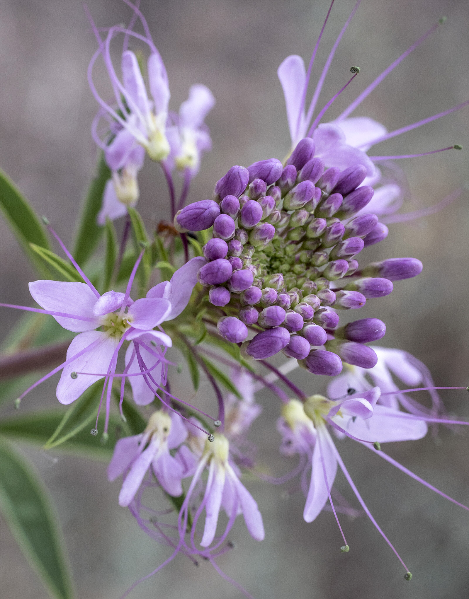 Peritoma serrulata — Rocky Mountain bee plant