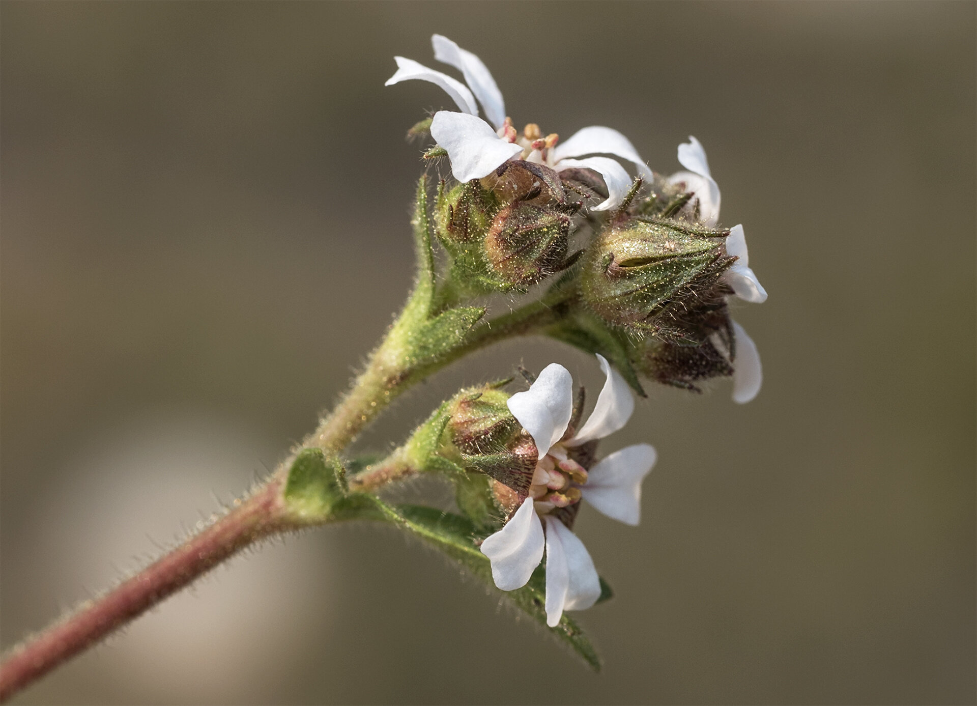 Horkenia fusca — Tawny horkelia