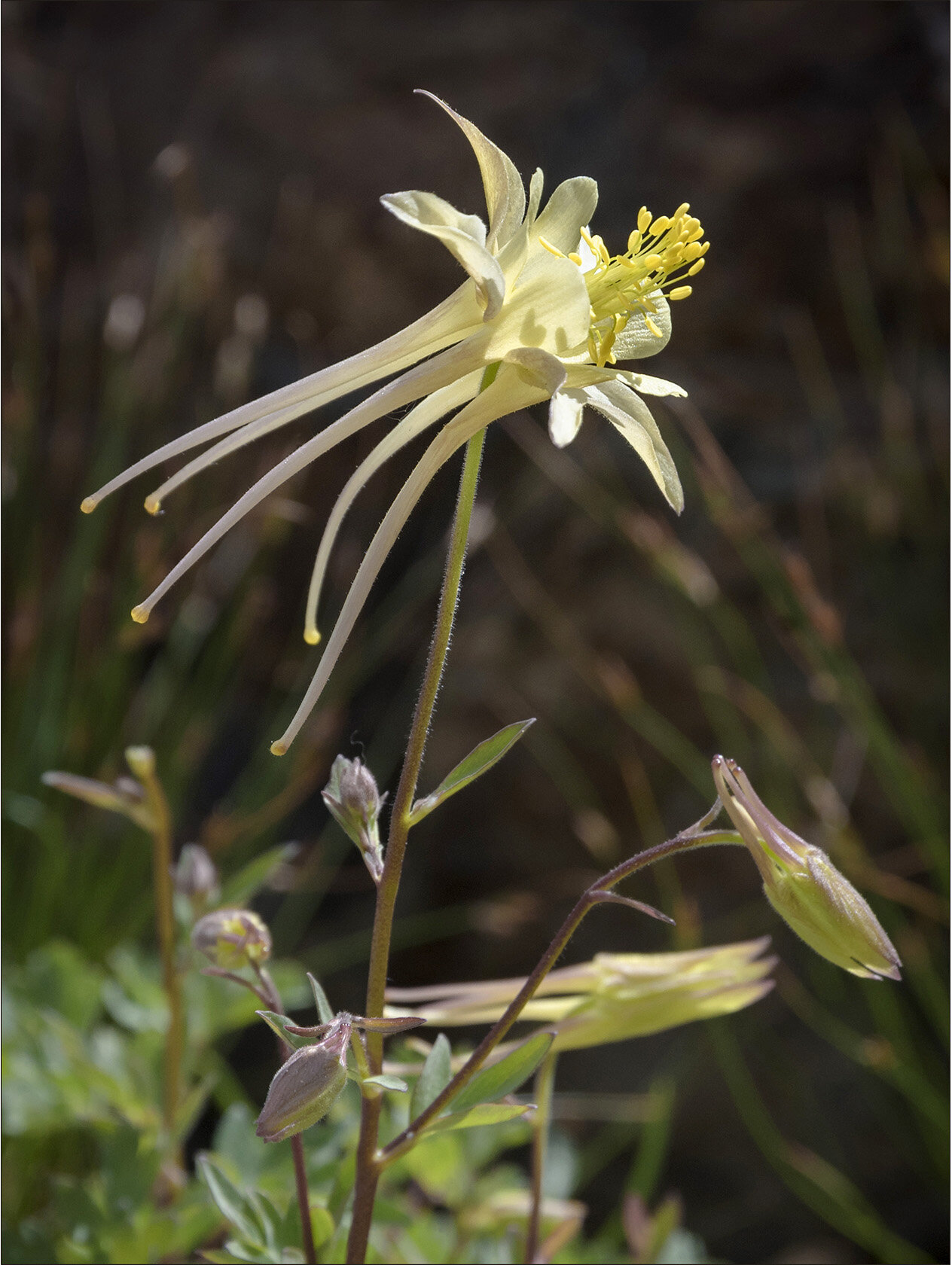 Aquilegia pubescens — Sierra Columbine
