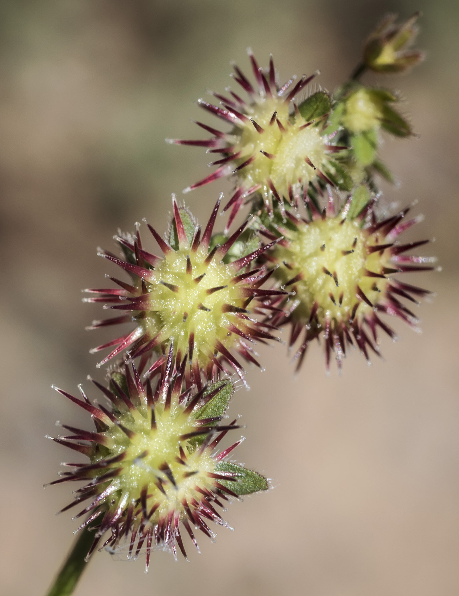 Hackelia nervosa — Sierran stickseed