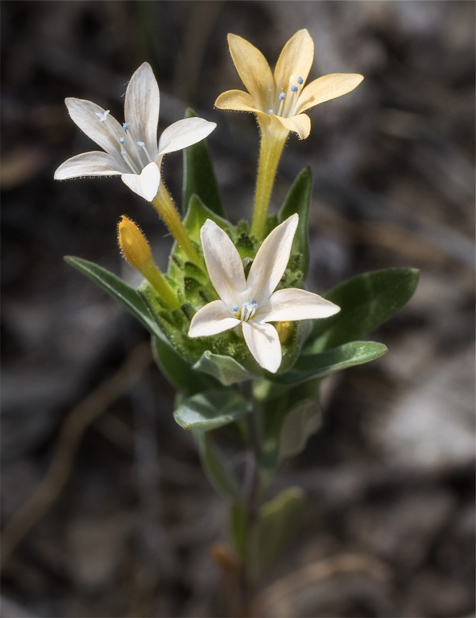 Collomia grandiflora — Large-flowered collomia