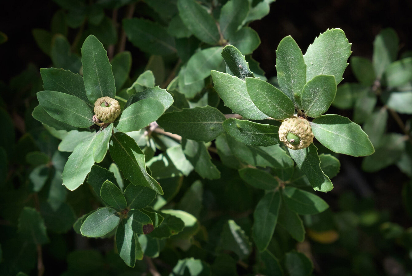 Quercus vacciniifolia — Huckleberry oak