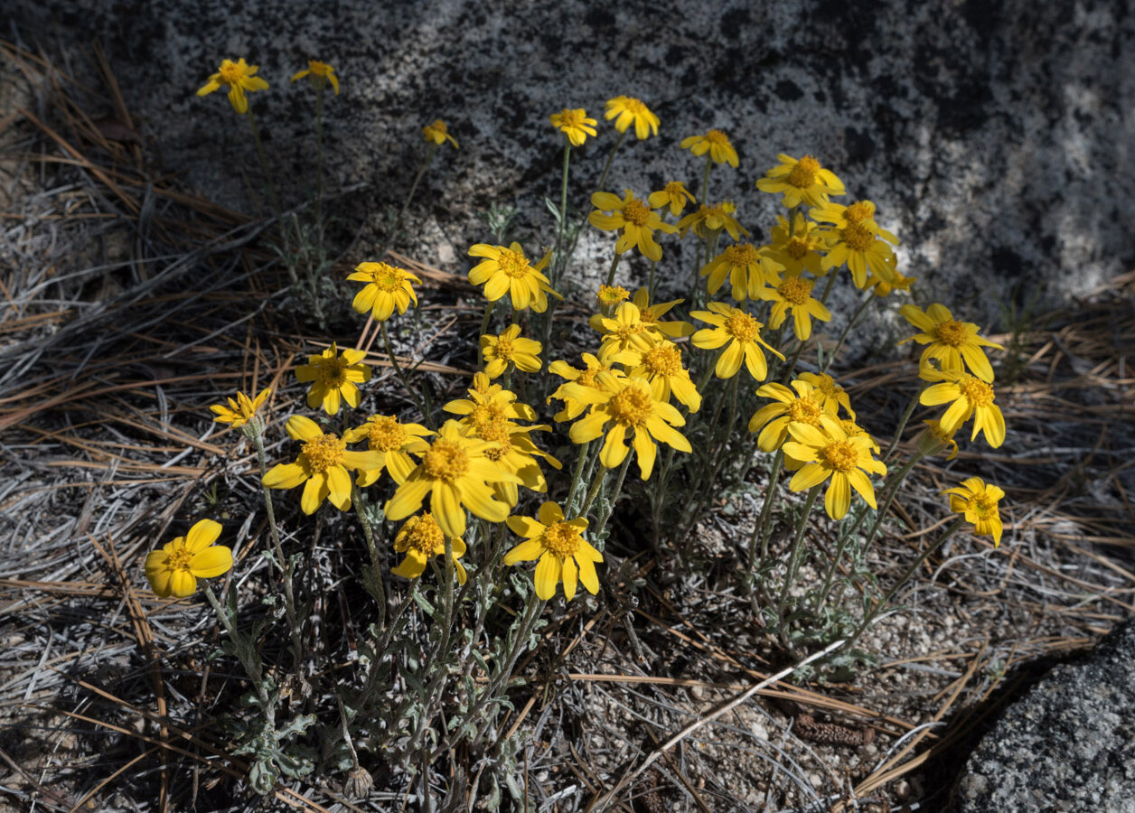 Eriophyllum lanatum — Wooly sunflower