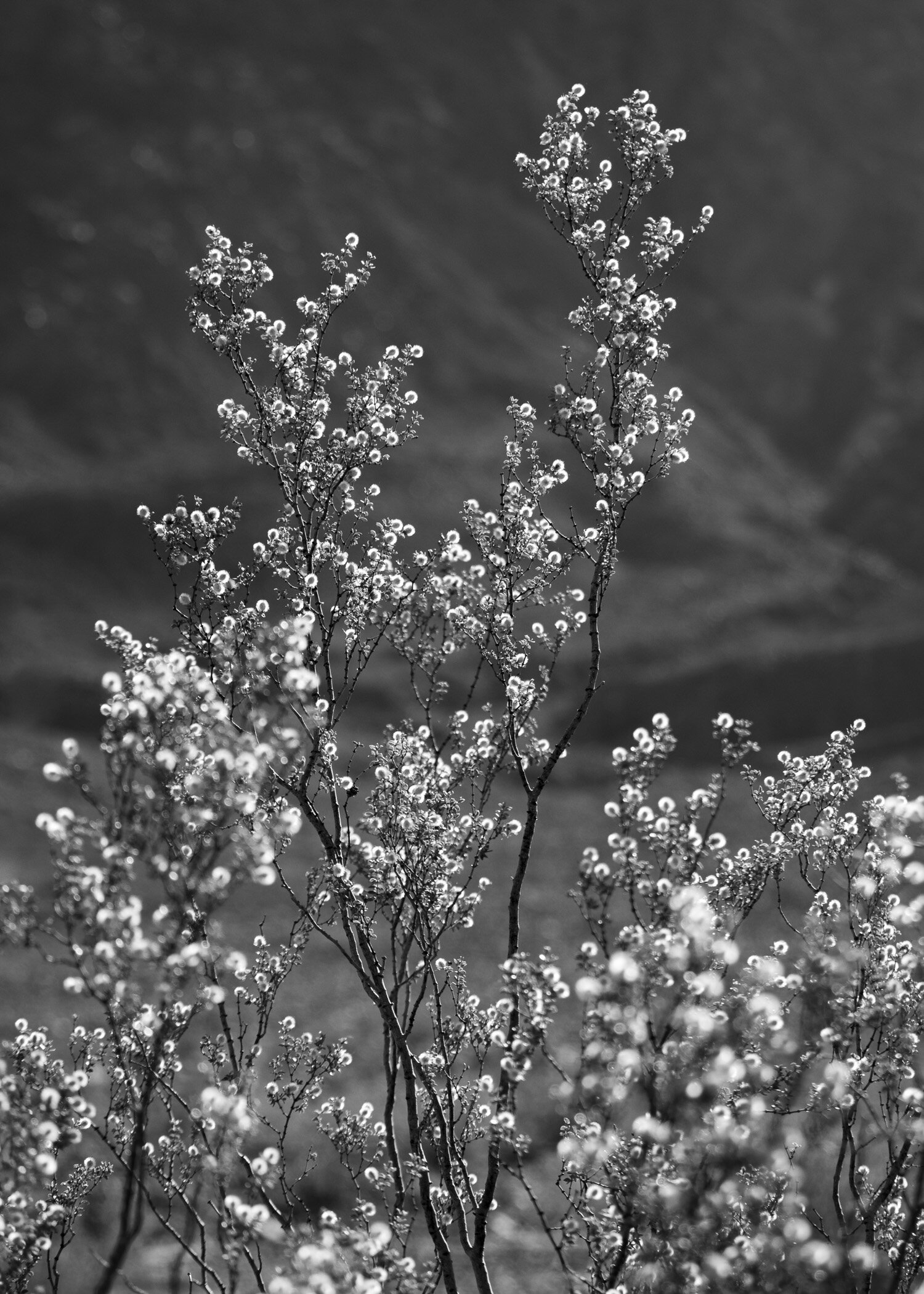 Creosote bush, Death Valley, California
