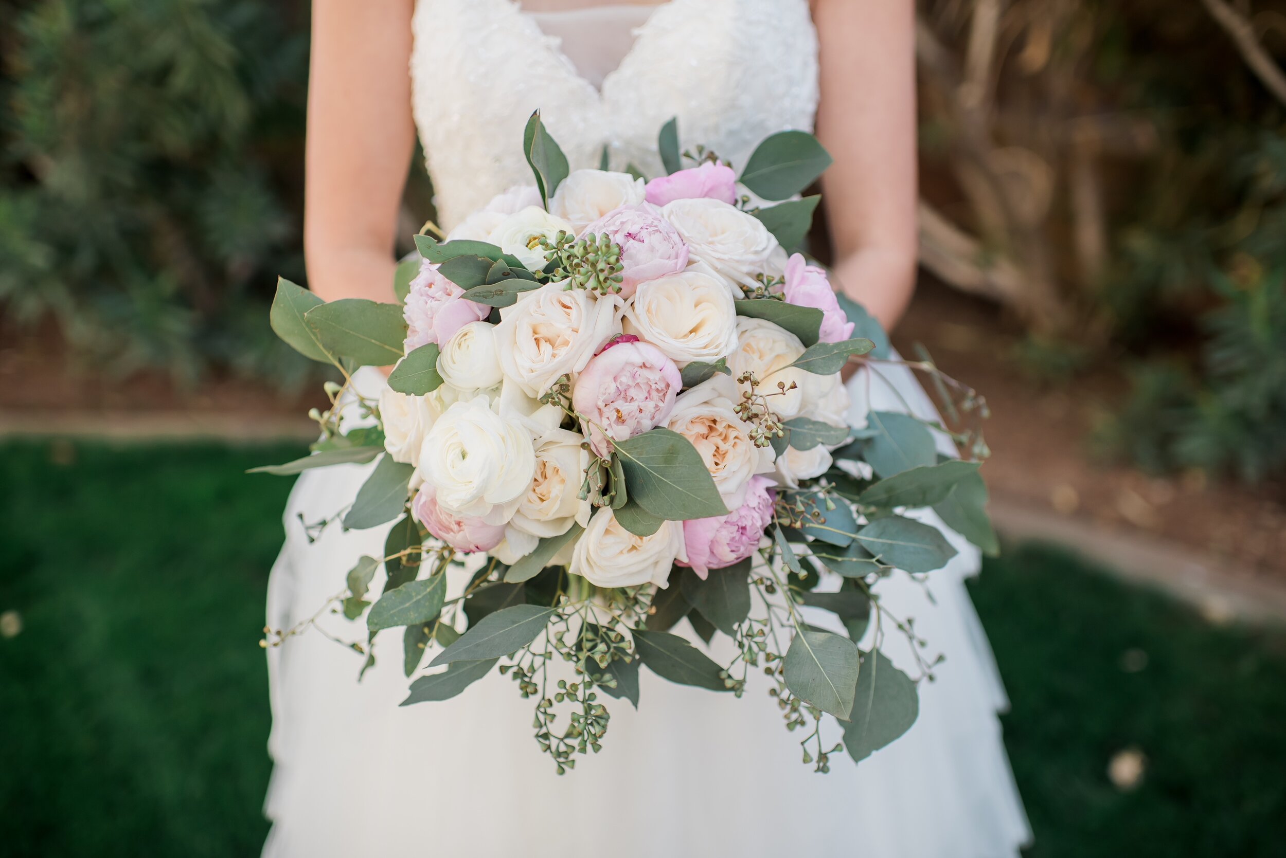 SpringPeonies BloomingCanyonAZ.JPG