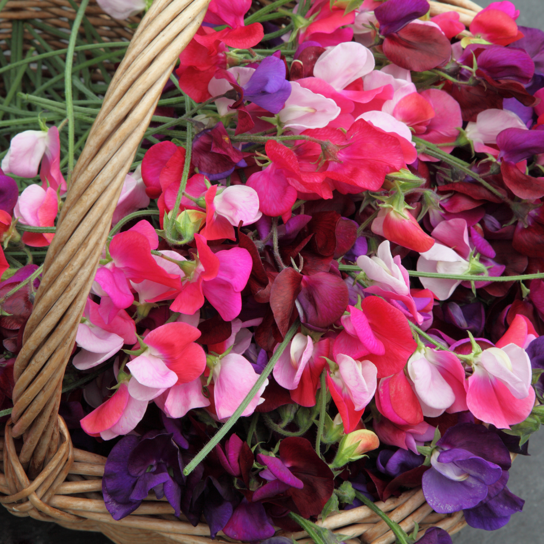 April Birth Month Flower 