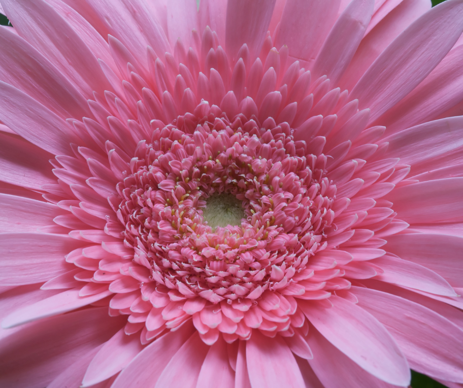 BC Pink GerberaDaisy Phoenix,AZ .png