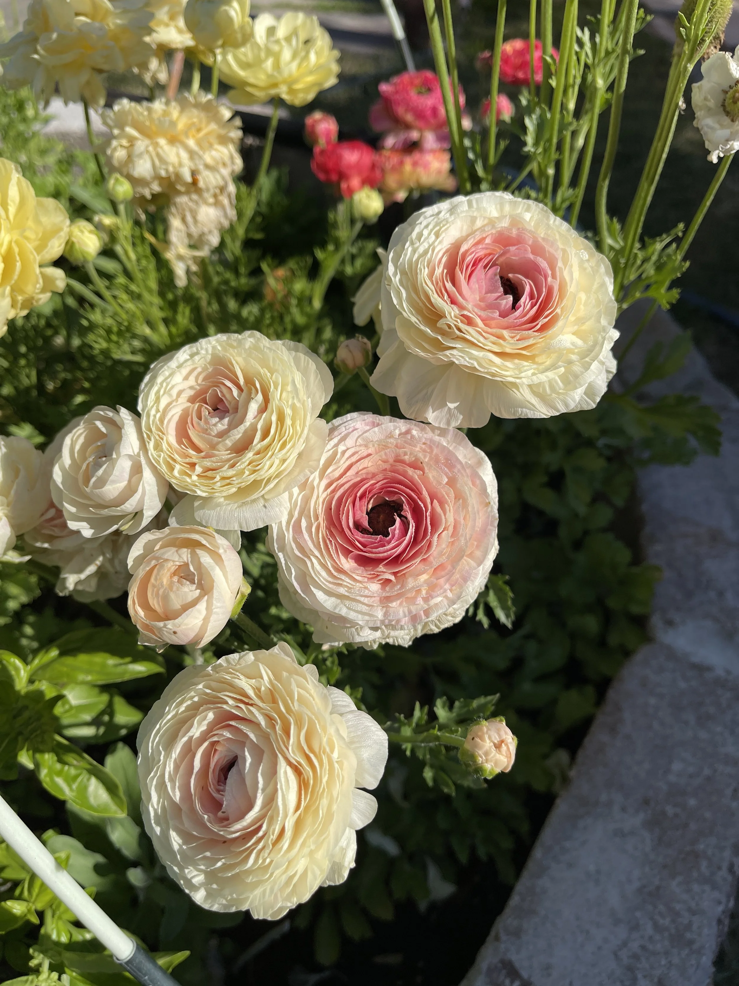 The Hidden Benefits of Buying Local Flowers - American Grown Month
