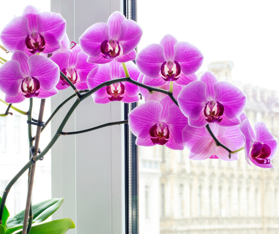 Purple orchid in a ceramic pot an elegant, sneeze-free flower option from Blooming Canyon, Phoenix
