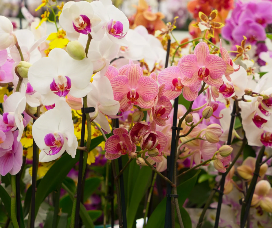 5 Allergy-Friendly Flowers That Won't Make You Sneeze