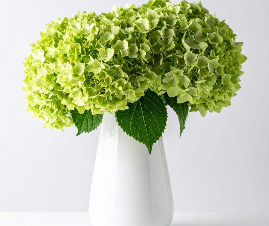 Green hydrangea flower low-pollen flowers for allergy relief by Blooming Canyon.
