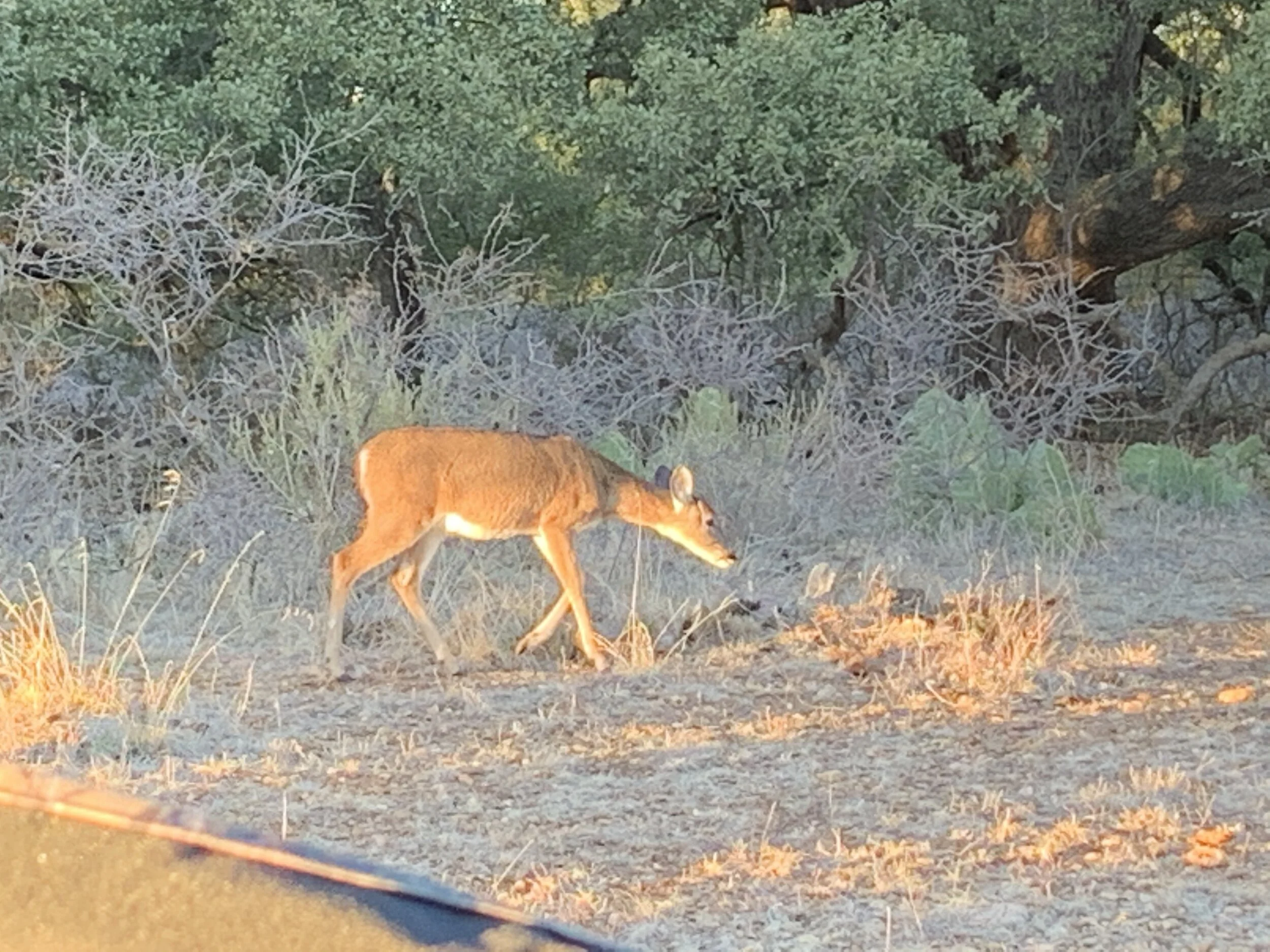 Whitetail Management: A Deer Named Darrell